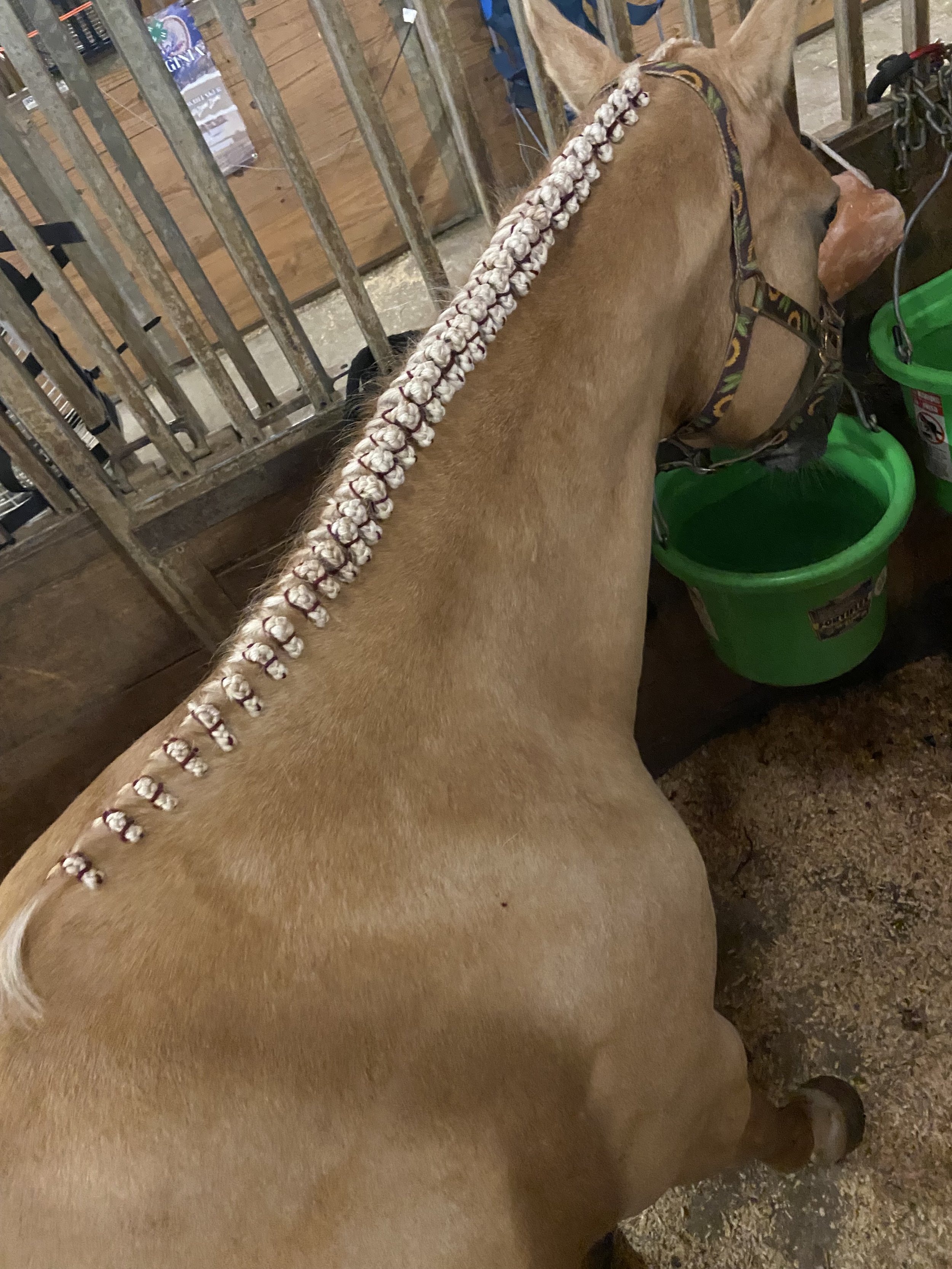 A horse with a braided mane standing in a stable area.