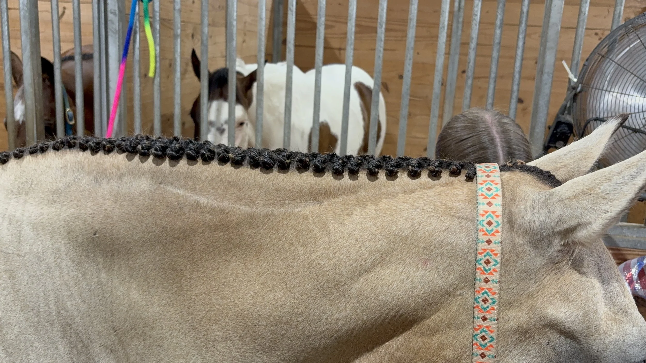 View of a horse with braided mane in a stable, looking at a cow behind a metal fence, with a fan and wooden walls in the background.