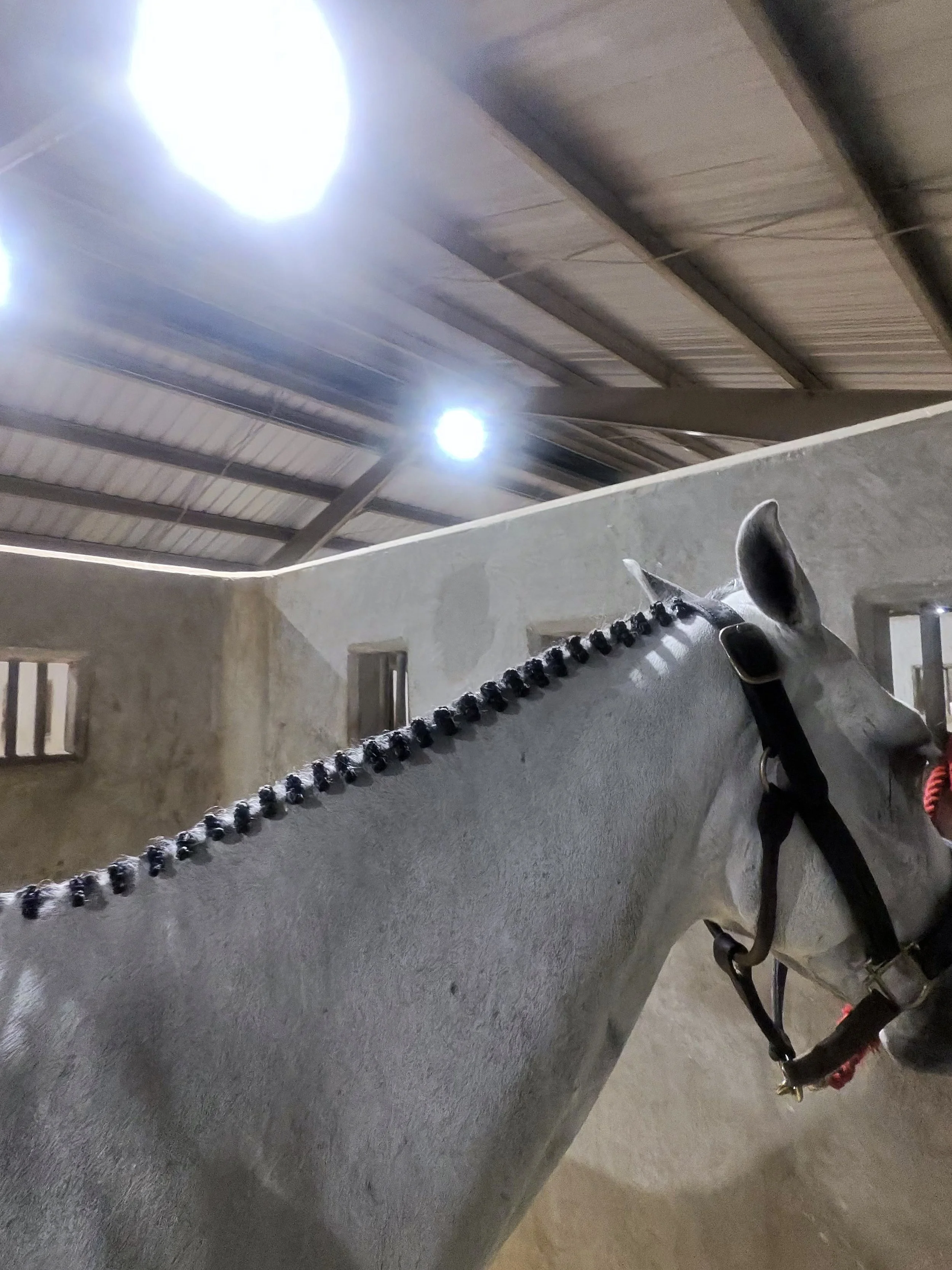 Close-up of a white horse wearing hunter braids done by braid squad Atl. Braider is Tiarra (Tee Withers).