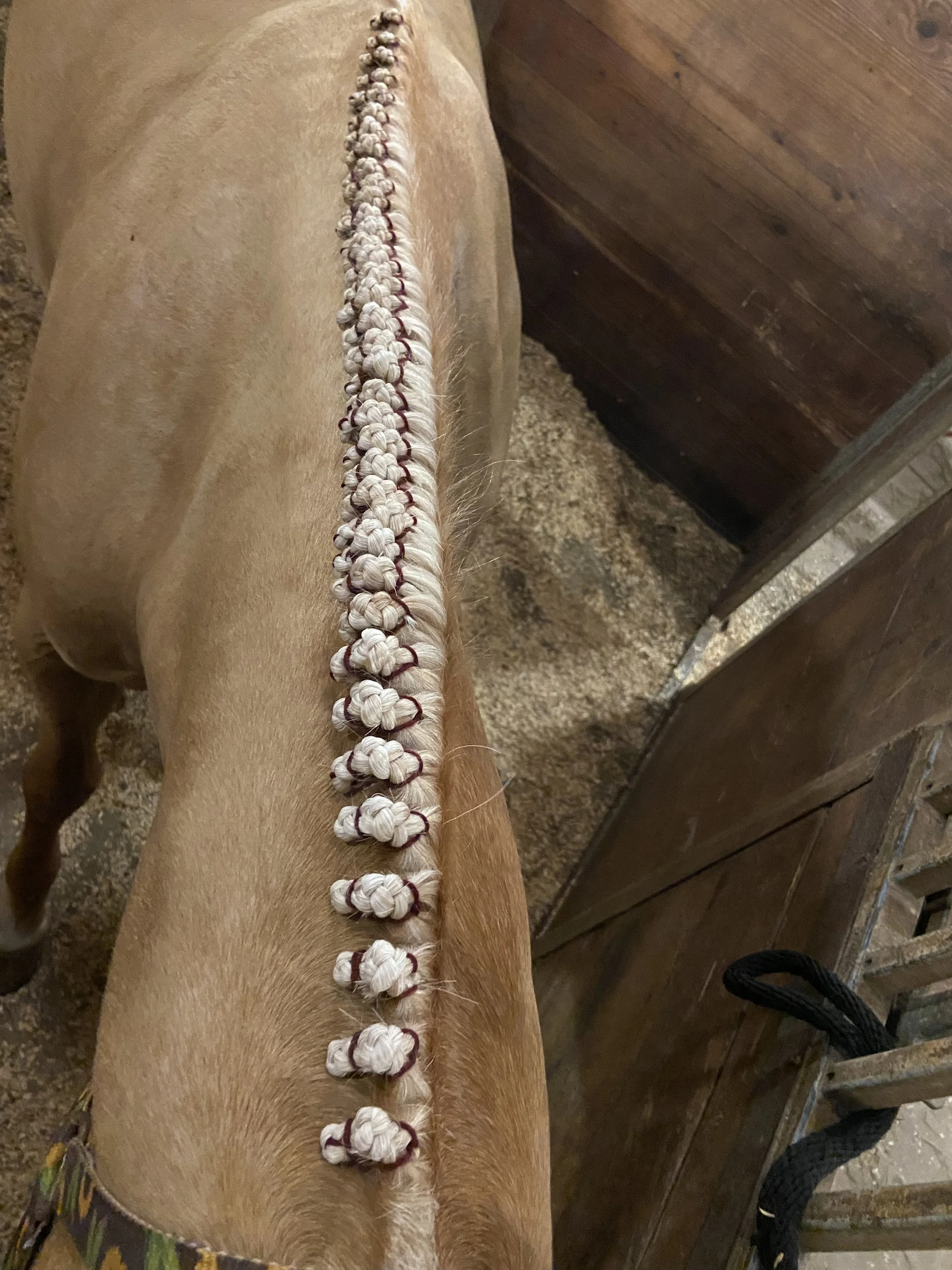 A horse with a white braided mane, secured with red and white hair ties, standing in stall at fairgrounds in Perry Georgia 