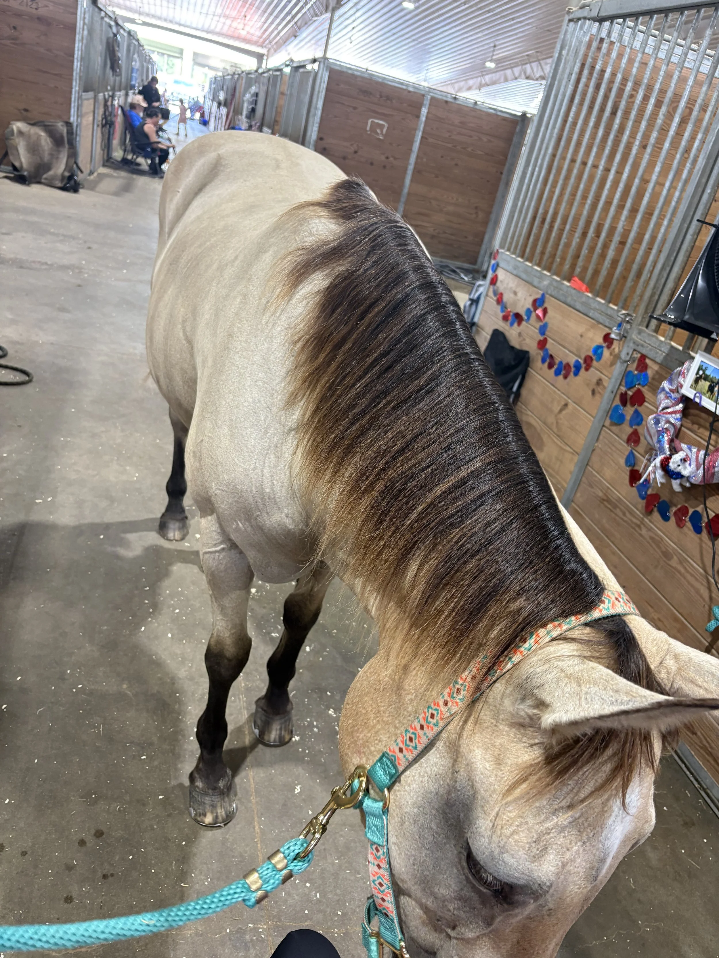 Close-up of a horse's back, mane, and head in a stable or barn setting with wooden partitions and people in the background.