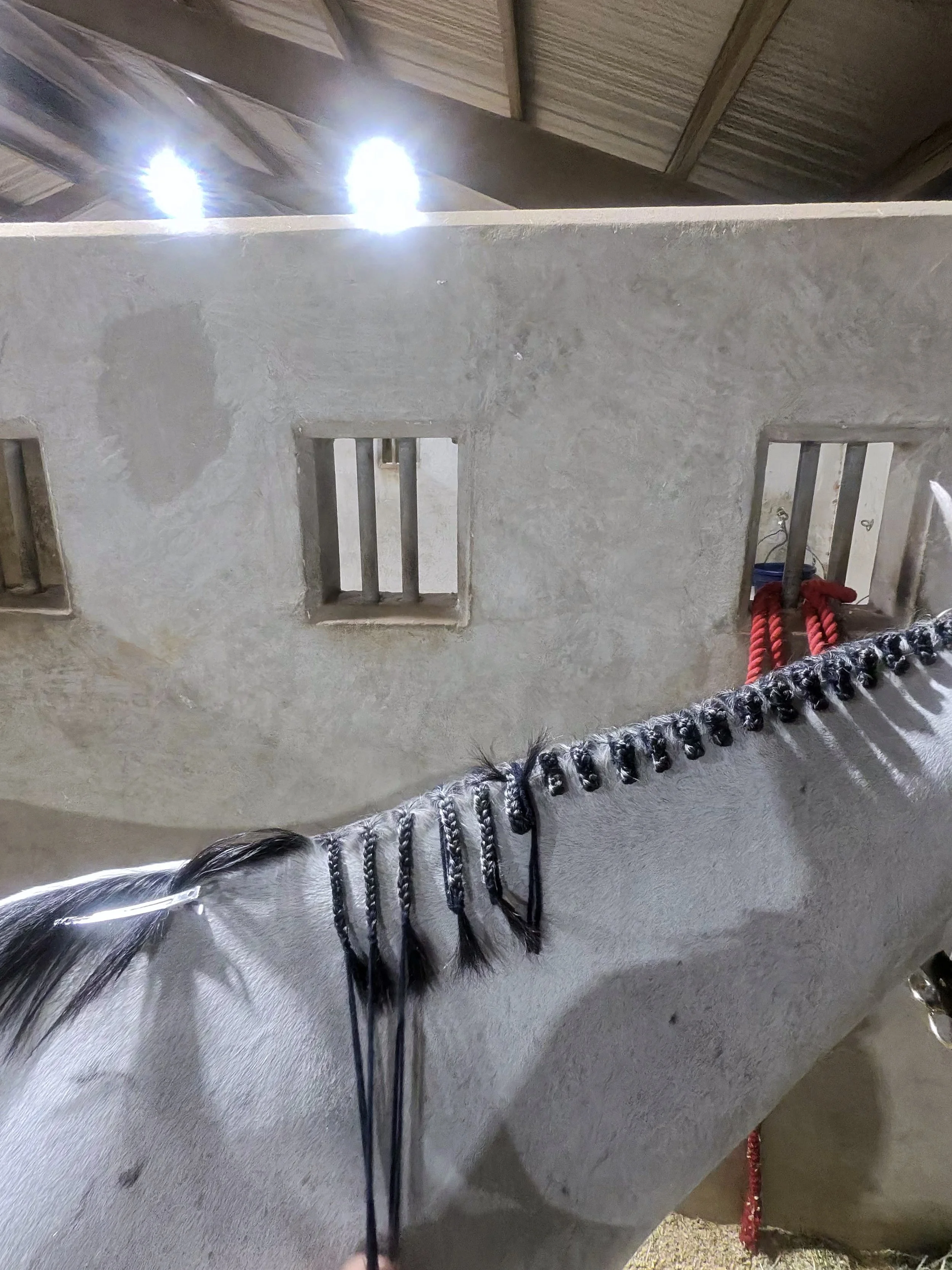 The back of a white horse with black braided mane standing next to a concrete wall with small square openings. Horse is tied with red and black braided ropes. The ceiling has wooden beams and bright lights. Horse getting beautiful Hunter braids.