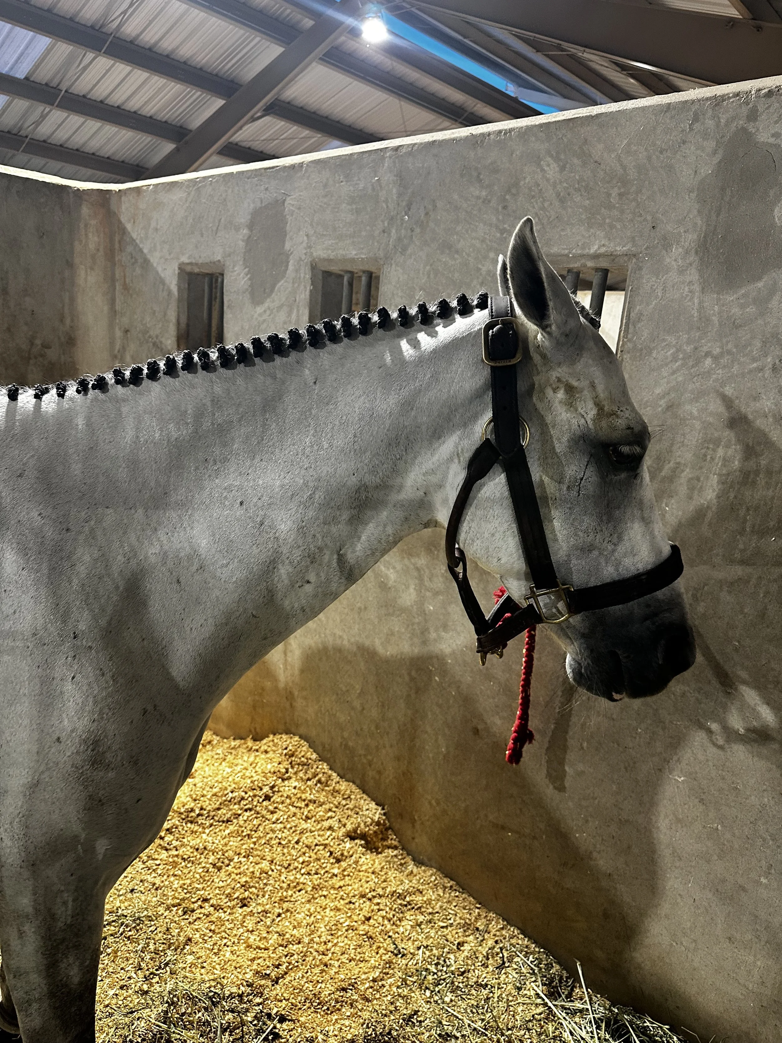 Close-up of a gray horse inside a stable, with a halter on its head, standing on straw bedding, with concrete walls and a metal roof overhead. Hunter braids just completed by braid squad Atl at fairgrounds in Tampa Florida.