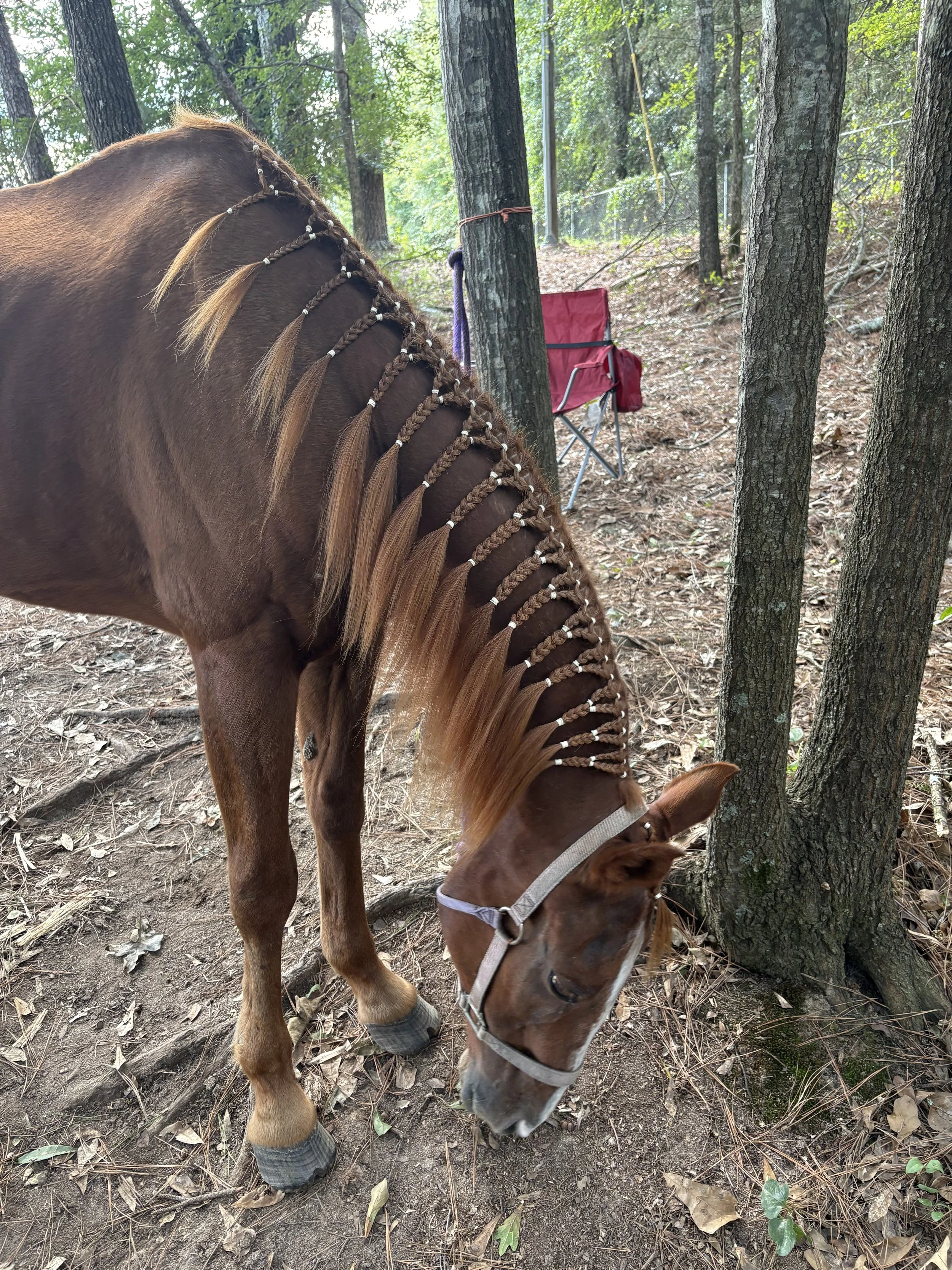A brown horse with a braided mane any braid squad Atl. Everything horses in lithonia ga..