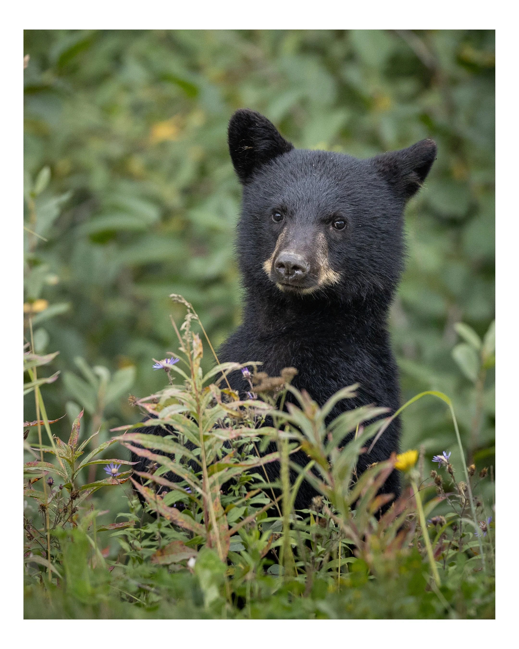 Bear Cub In Grass-Instagram.jpg
