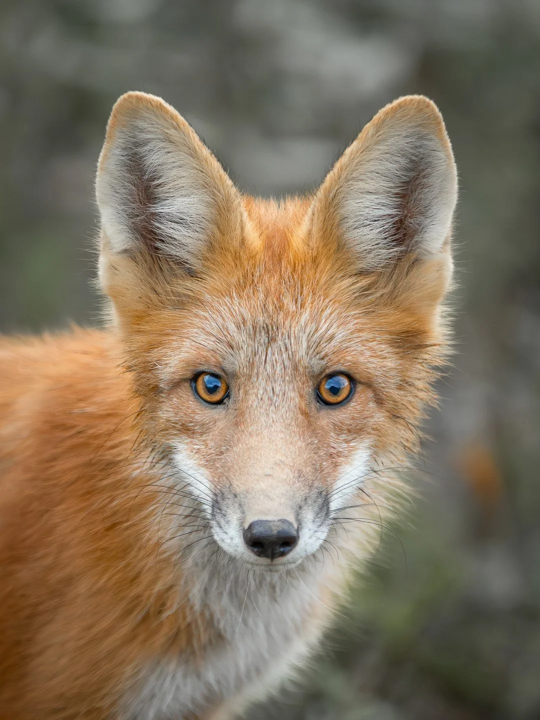Foxes