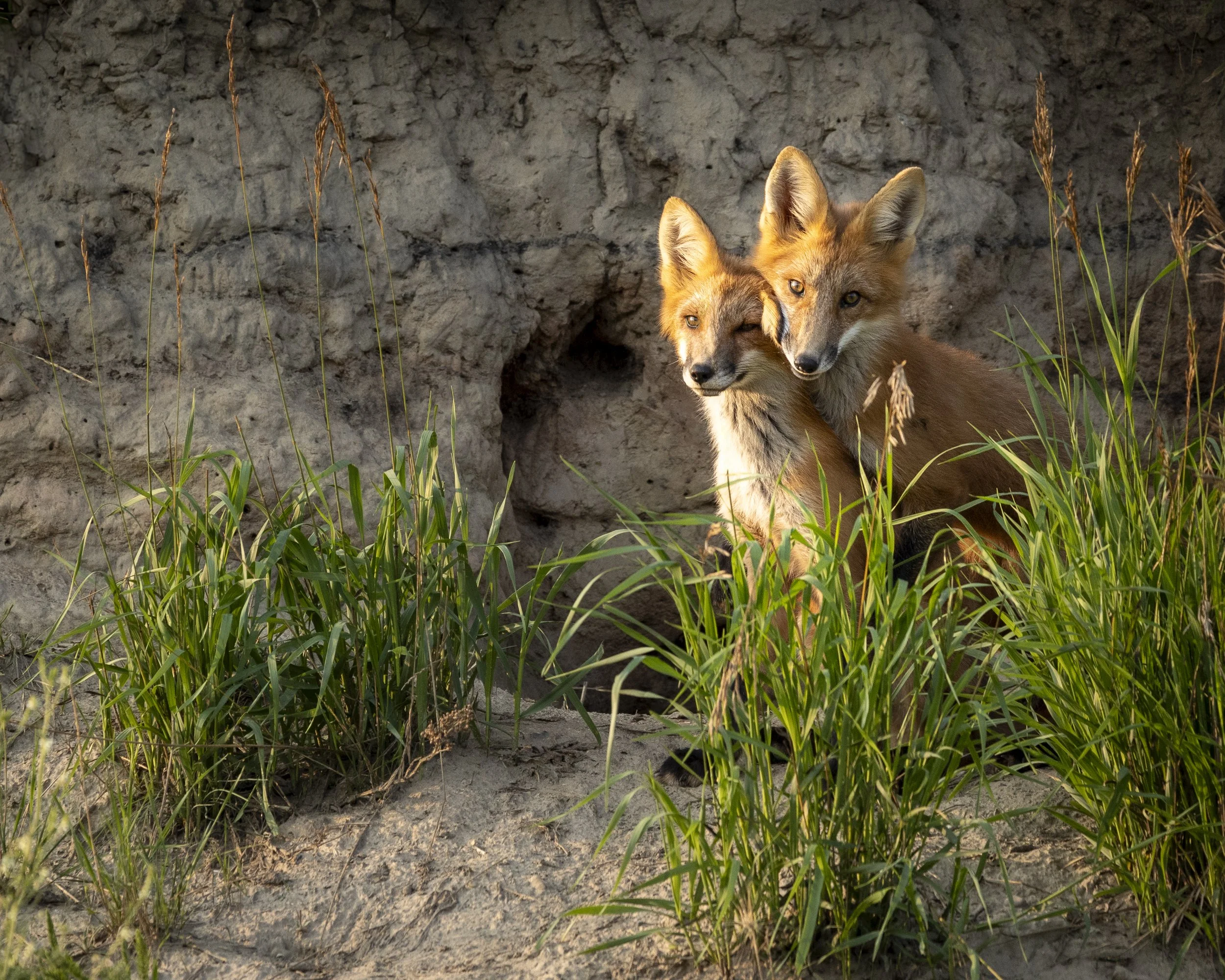Red Fox Pair- Pixma- Pro Lustre- For Print.jpg