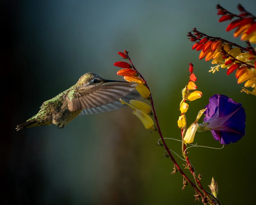 Hummingbird with Flowers.jpg