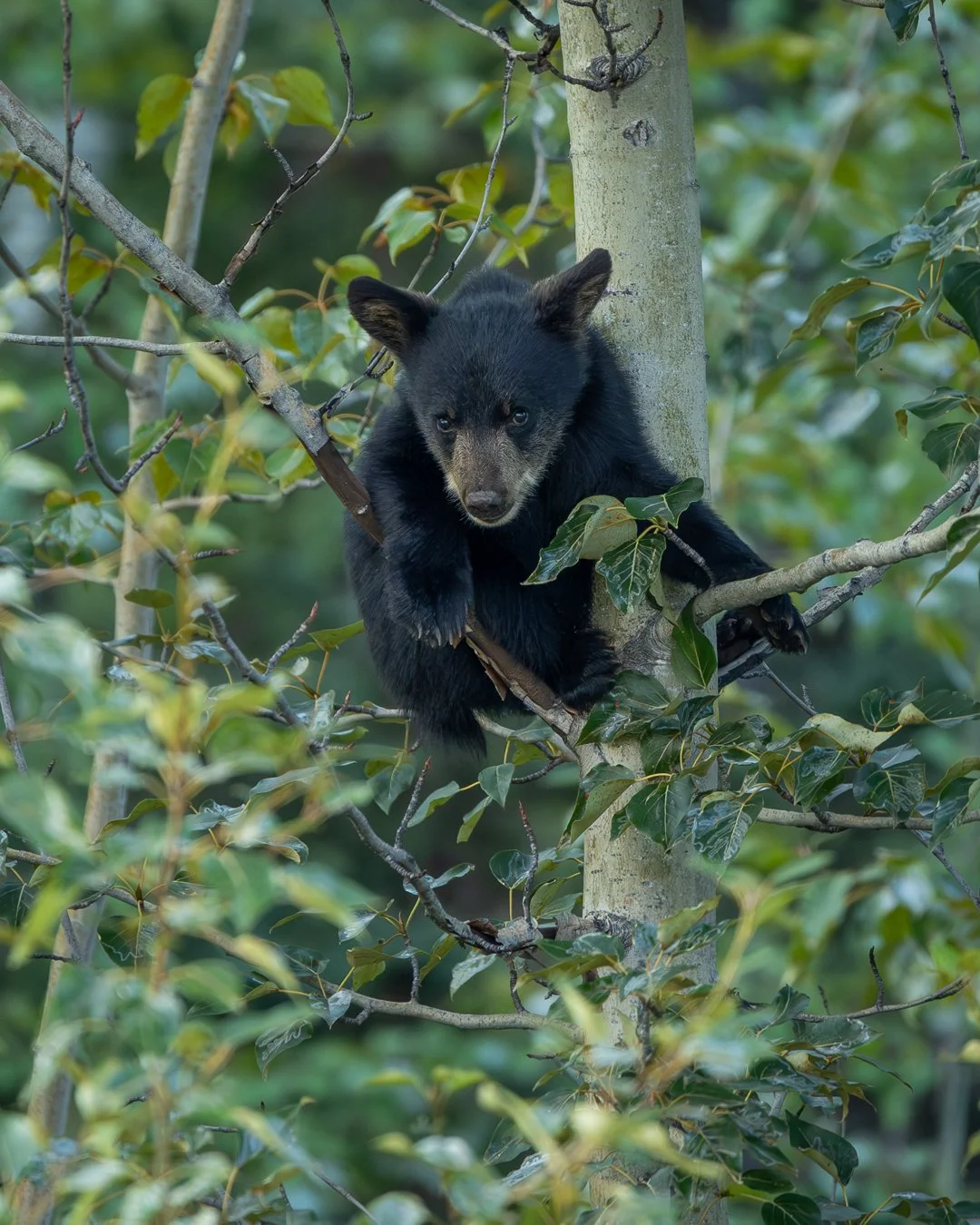 Black bear cub in a tree-2.jpg