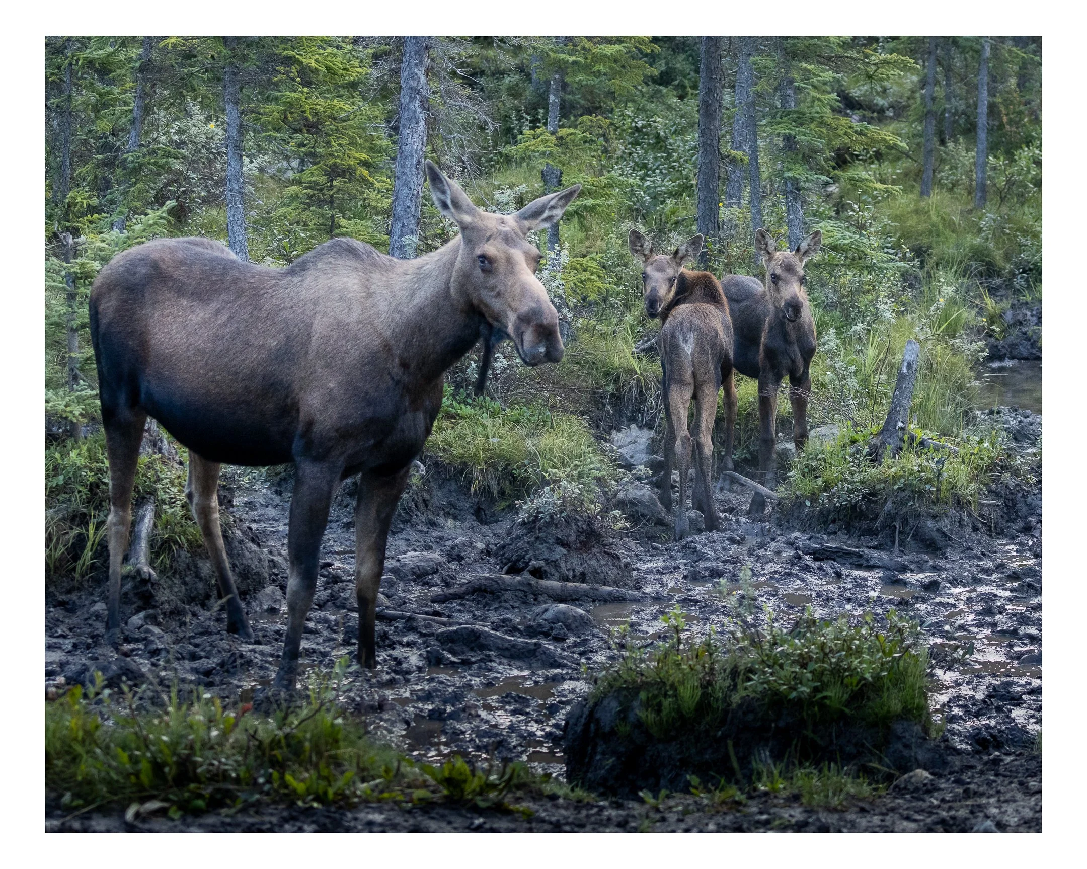 Moose Family-Instagram.jpg