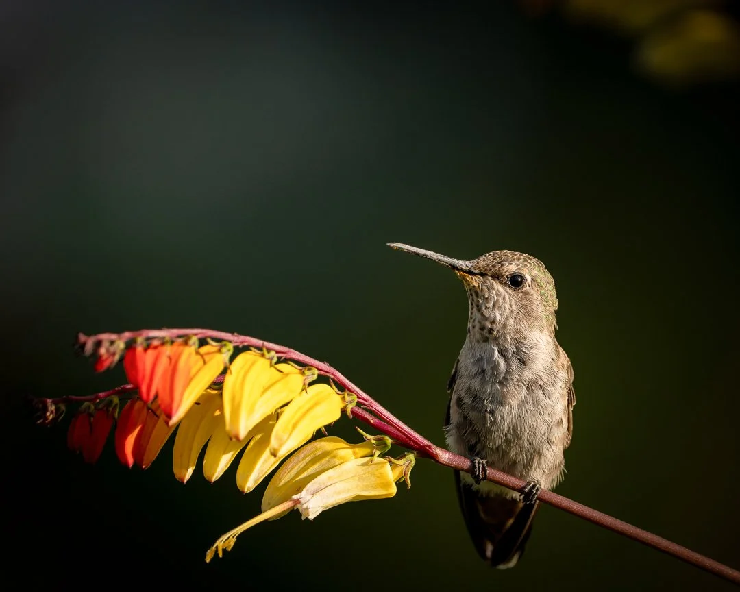Hummingbirds