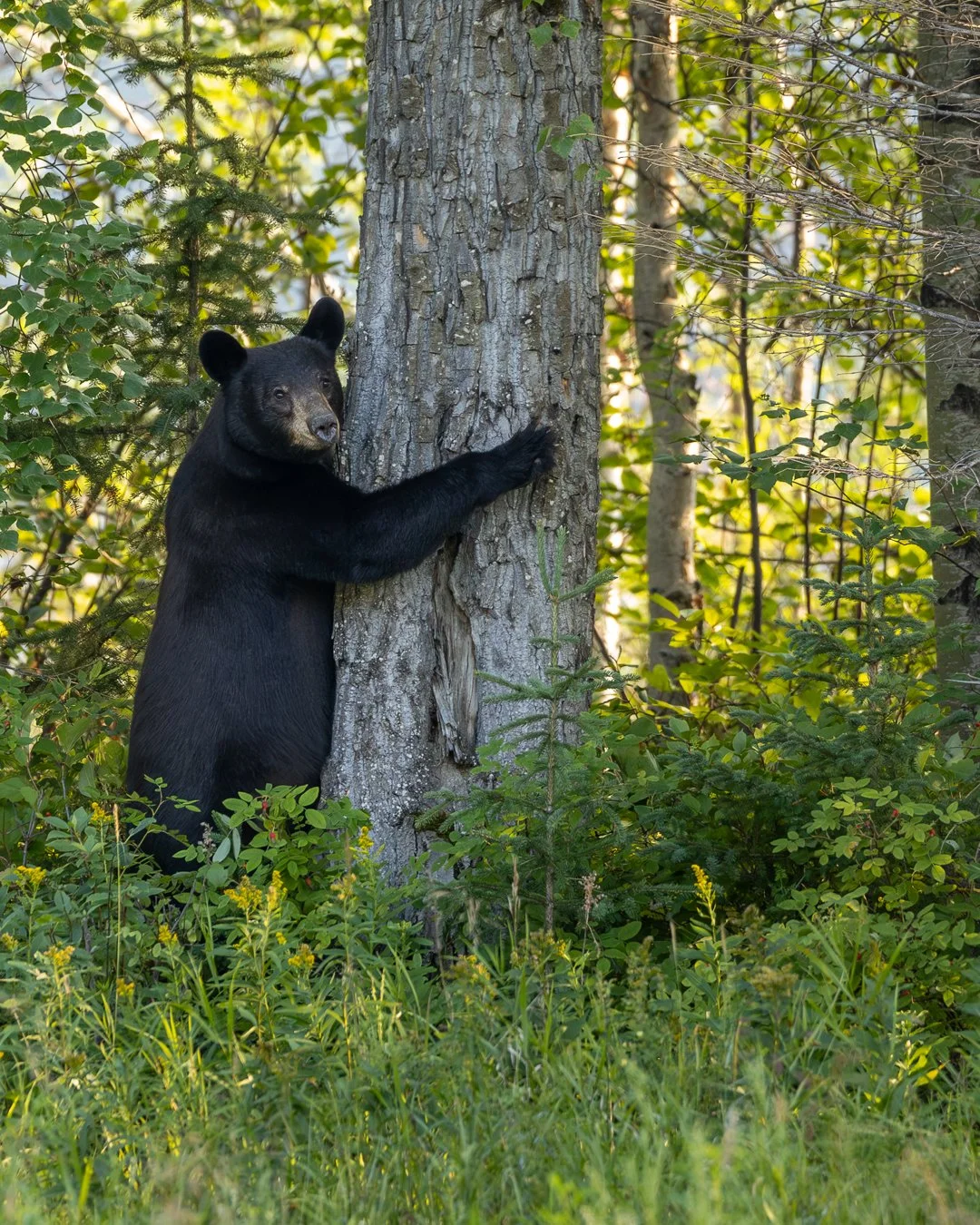 Black Bear Hugging Tree.jpg