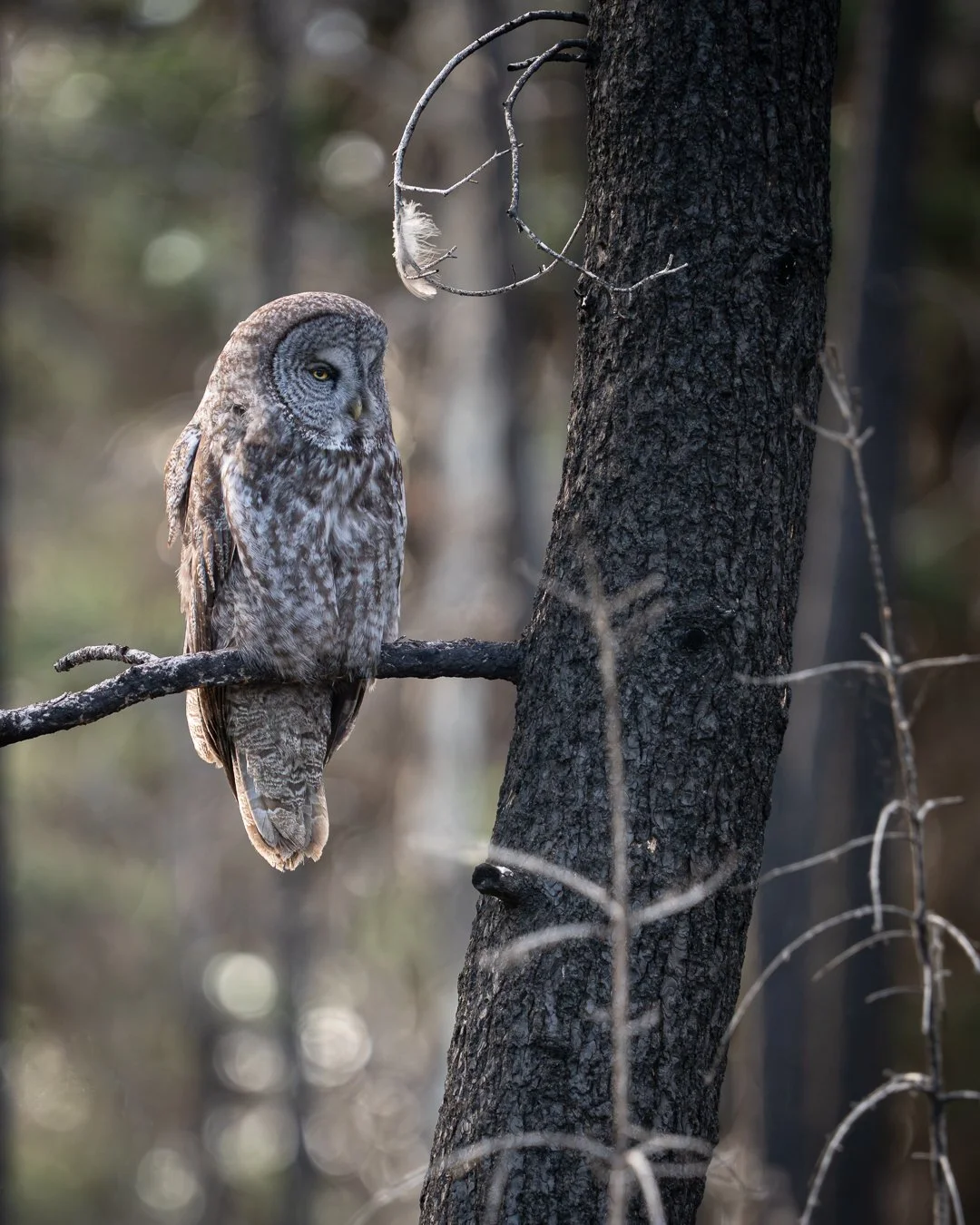 Great Grey Perched.jpg