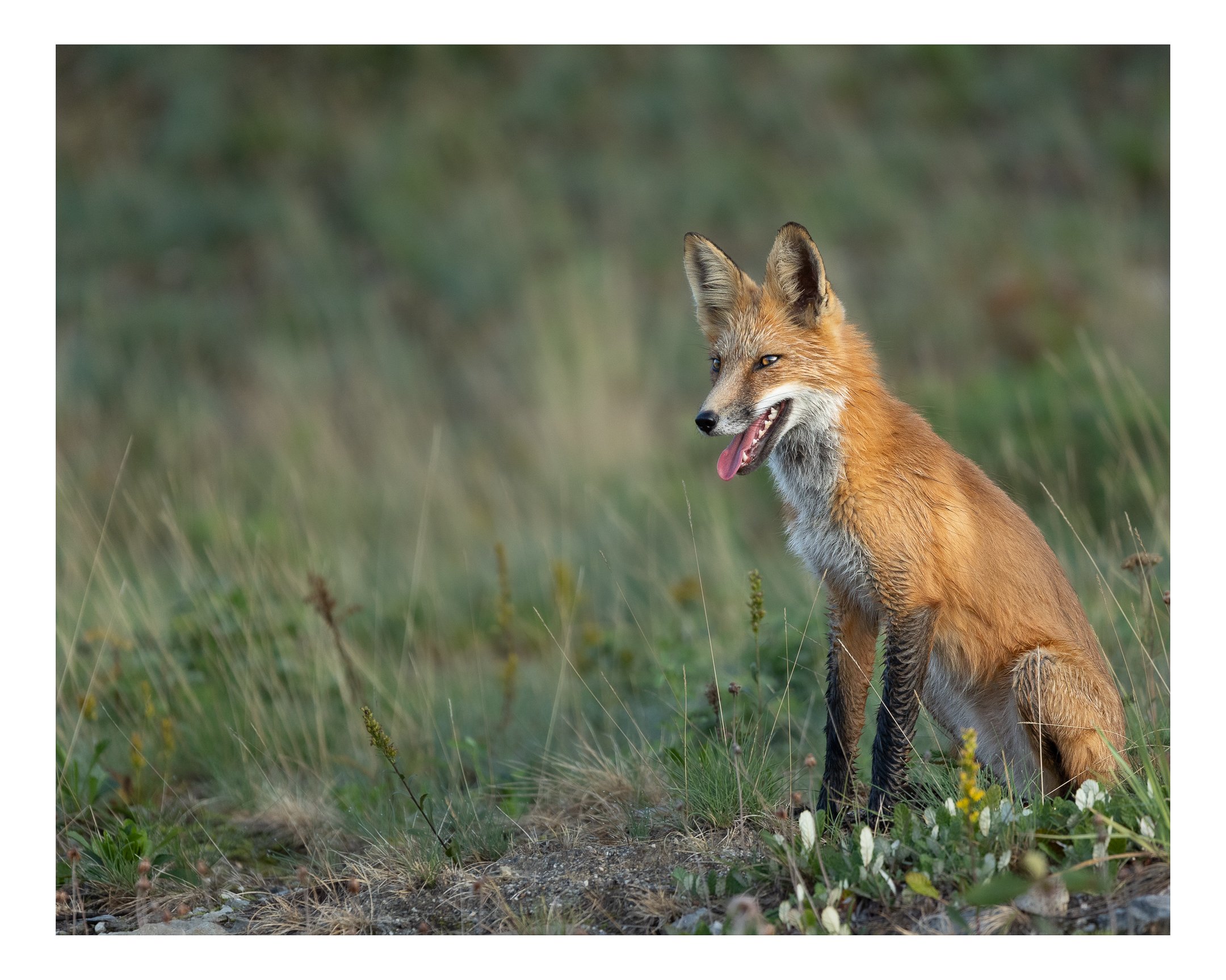 Red Fox Sitting-Instagram.jpg