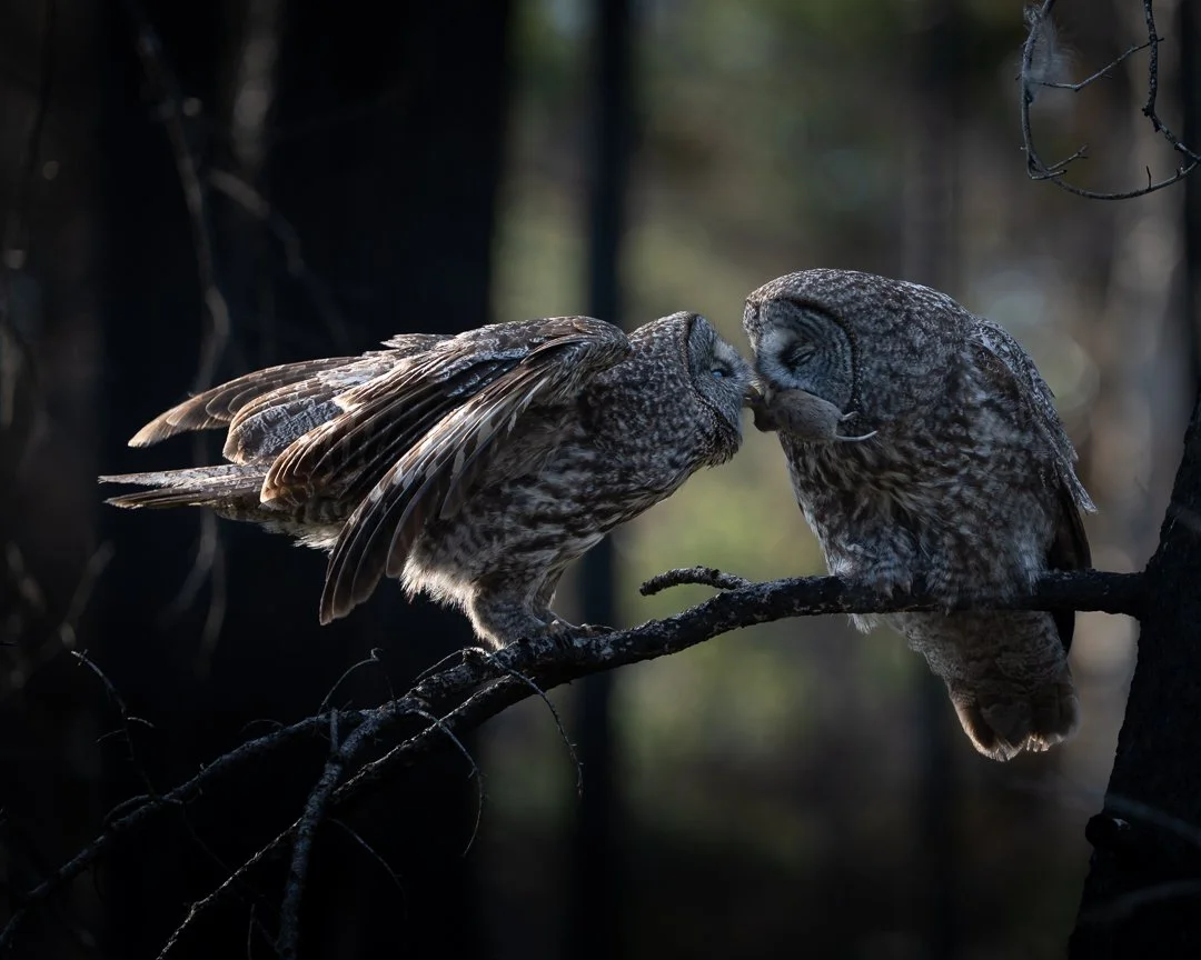 Great Grey Owl Pair.jpg