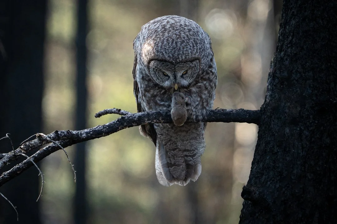 Owls