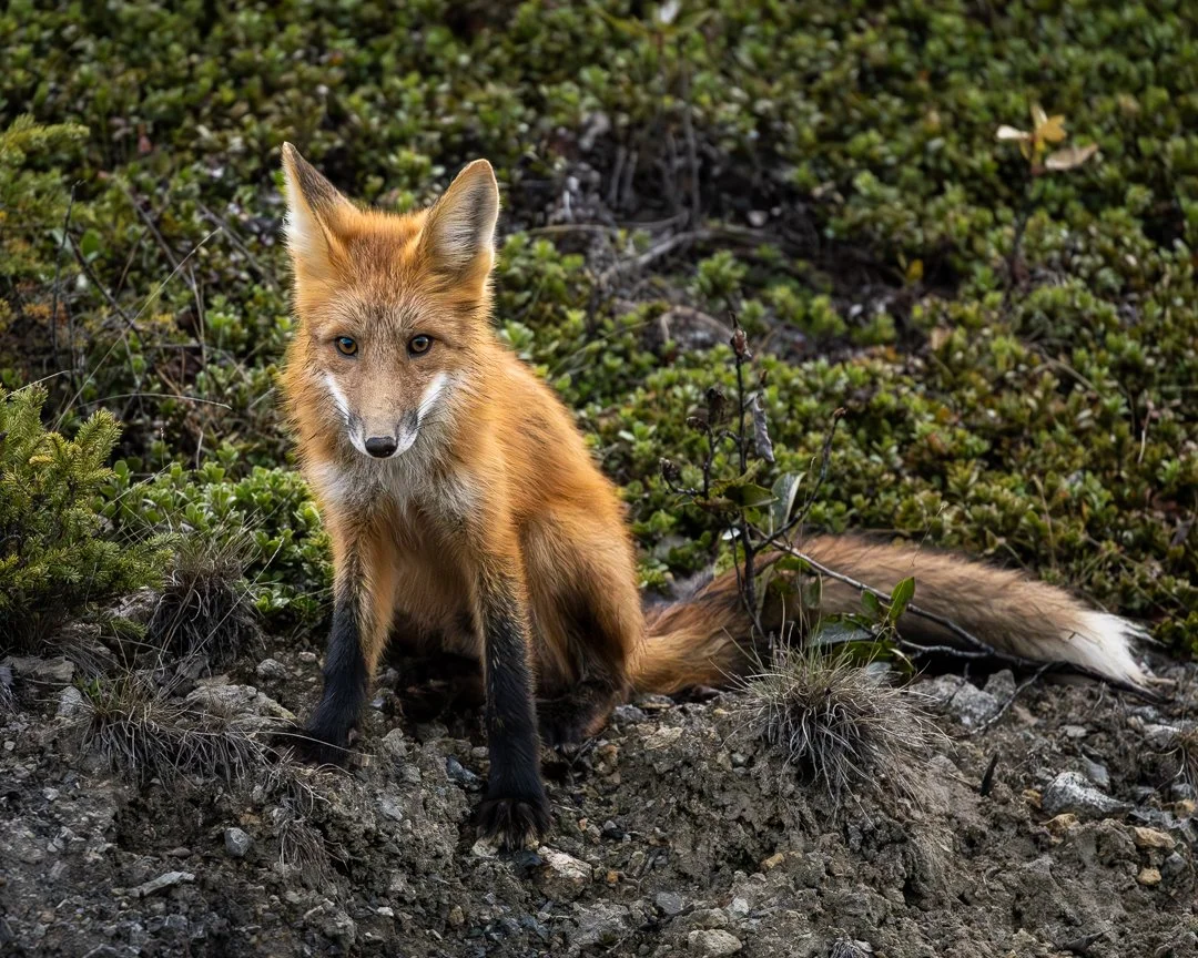 Red Fox.jpg