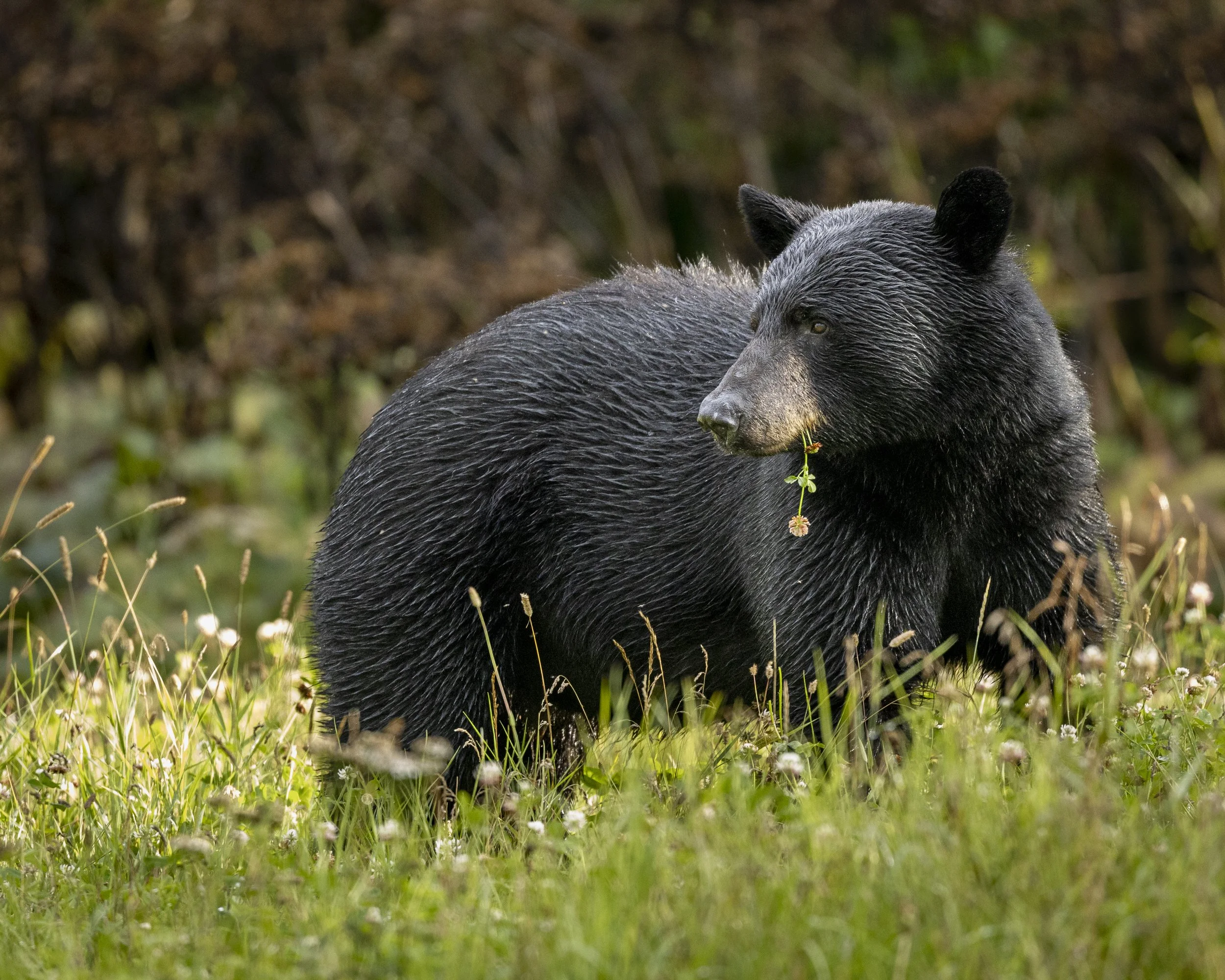 Black Bear with Flower- Pixma- For Print.jpg