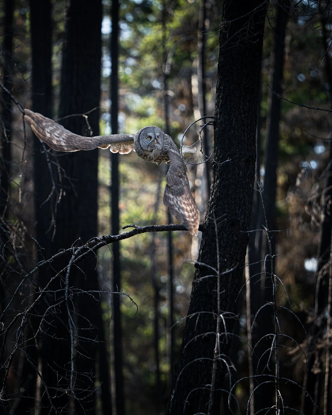 Great Grey Owl Flight.jpg