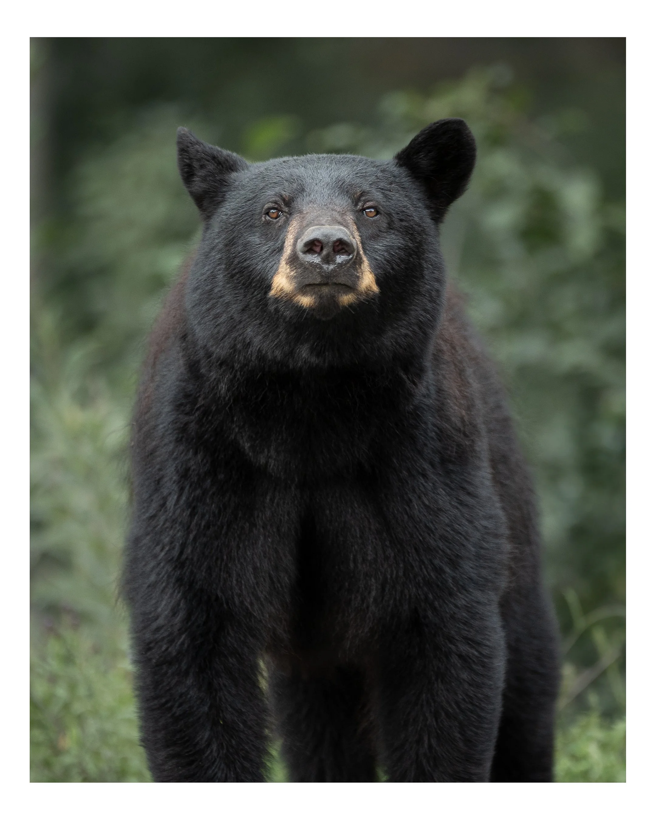 Mama Black Bear-Instagram.jpg