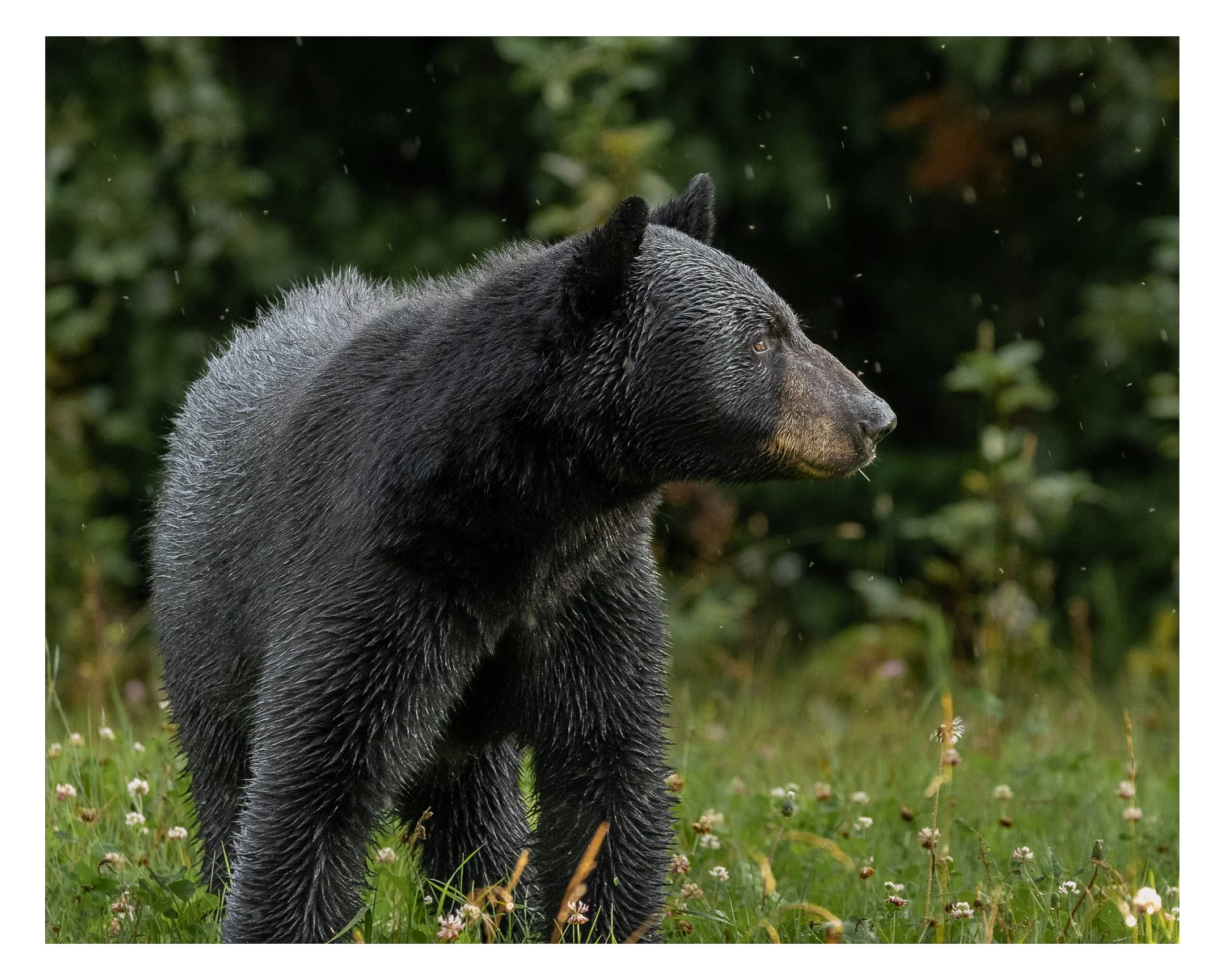 Black Bear with Flies-Instagram.jpg