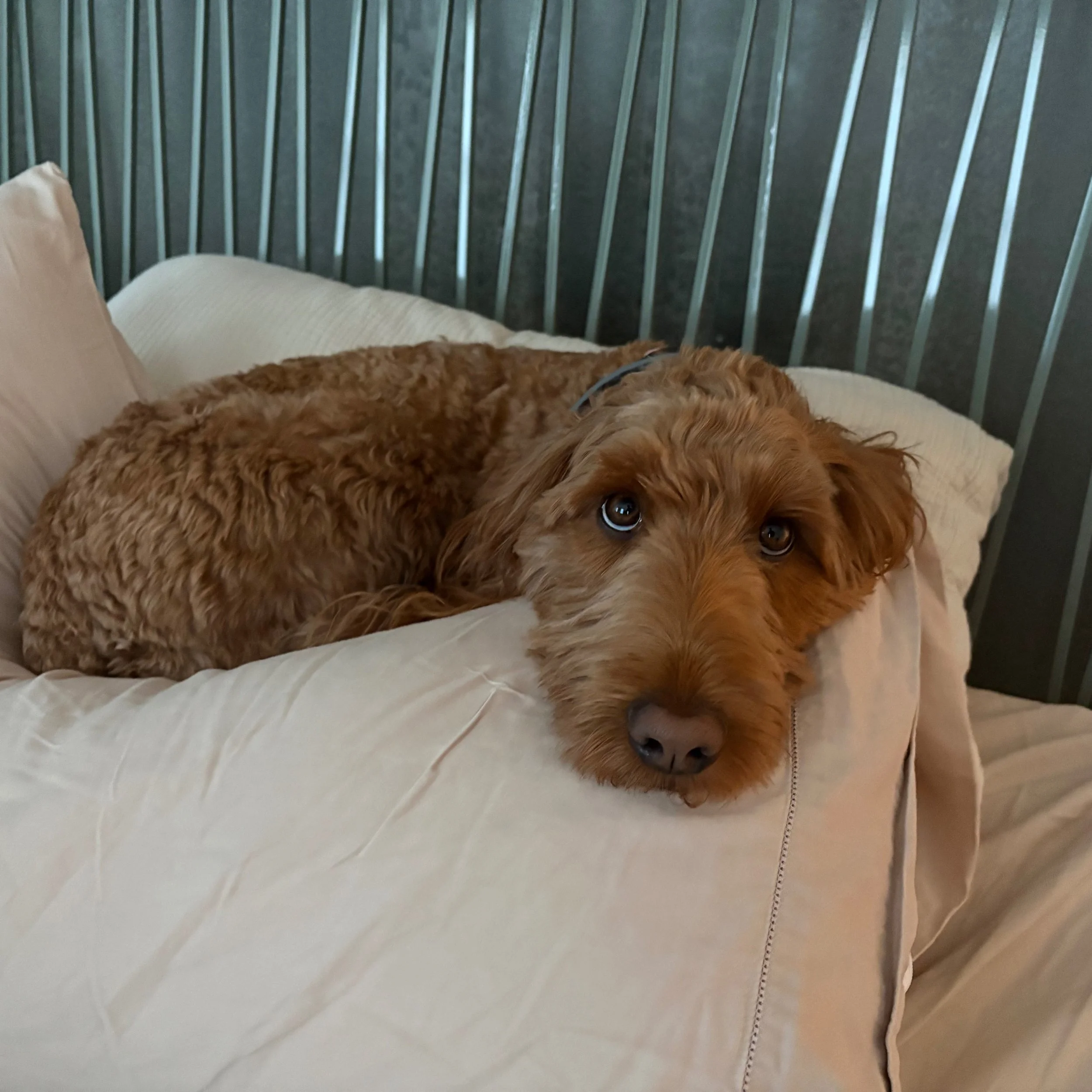 My human mom left the bed for whatever reason (I hope not to abandon me) and my human dad rolled over the other way. That was just the chance i was waiting for to improve my spot. Pillows are so much better than an ordinary blanket. To defend my new 