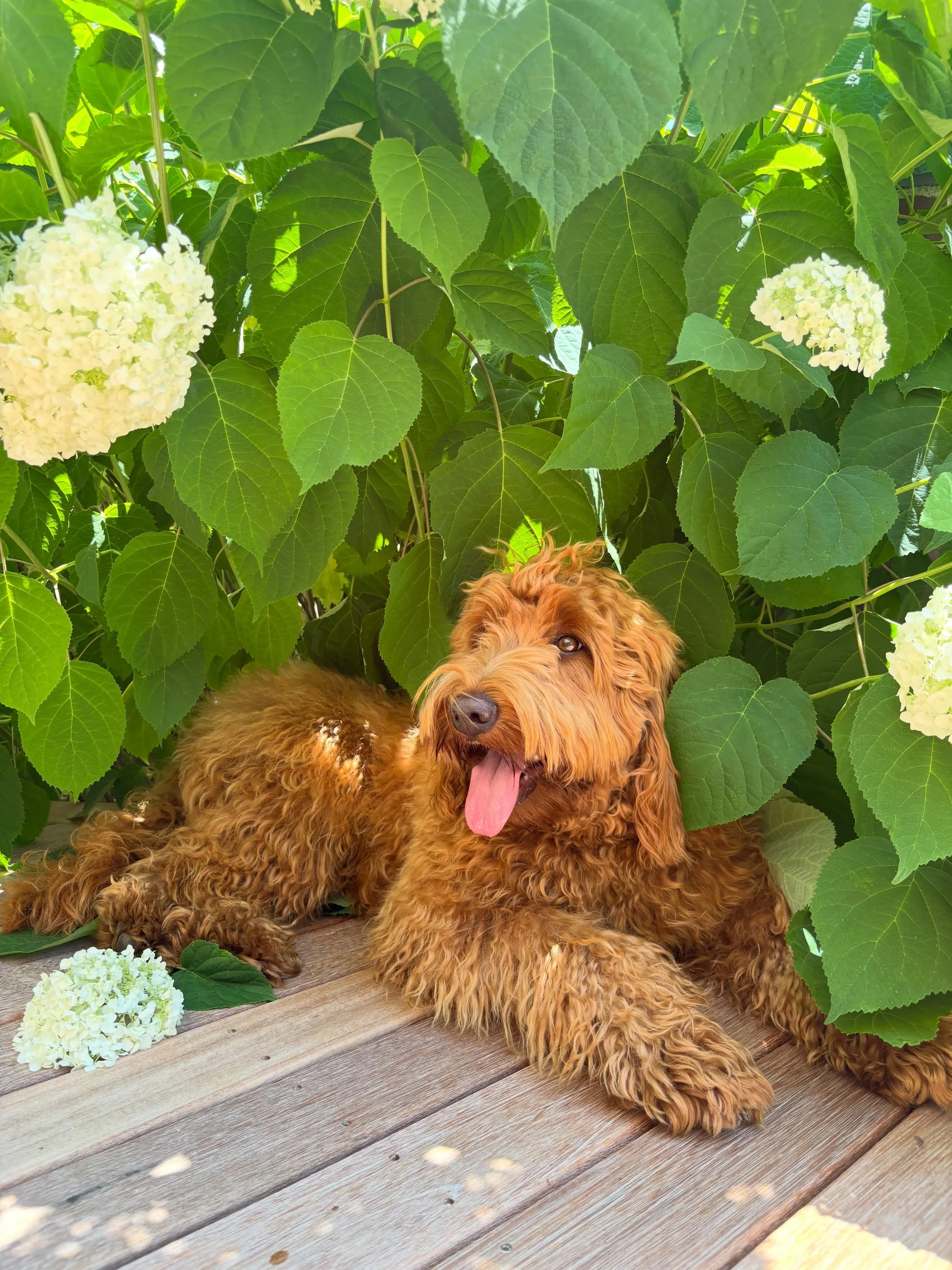 Throwback to summer when my hair was long, the flowers were blooming, and I spent most of my days doing absolutely nothing outside. #goldendoodle #doodlelife #dogsofinstagram