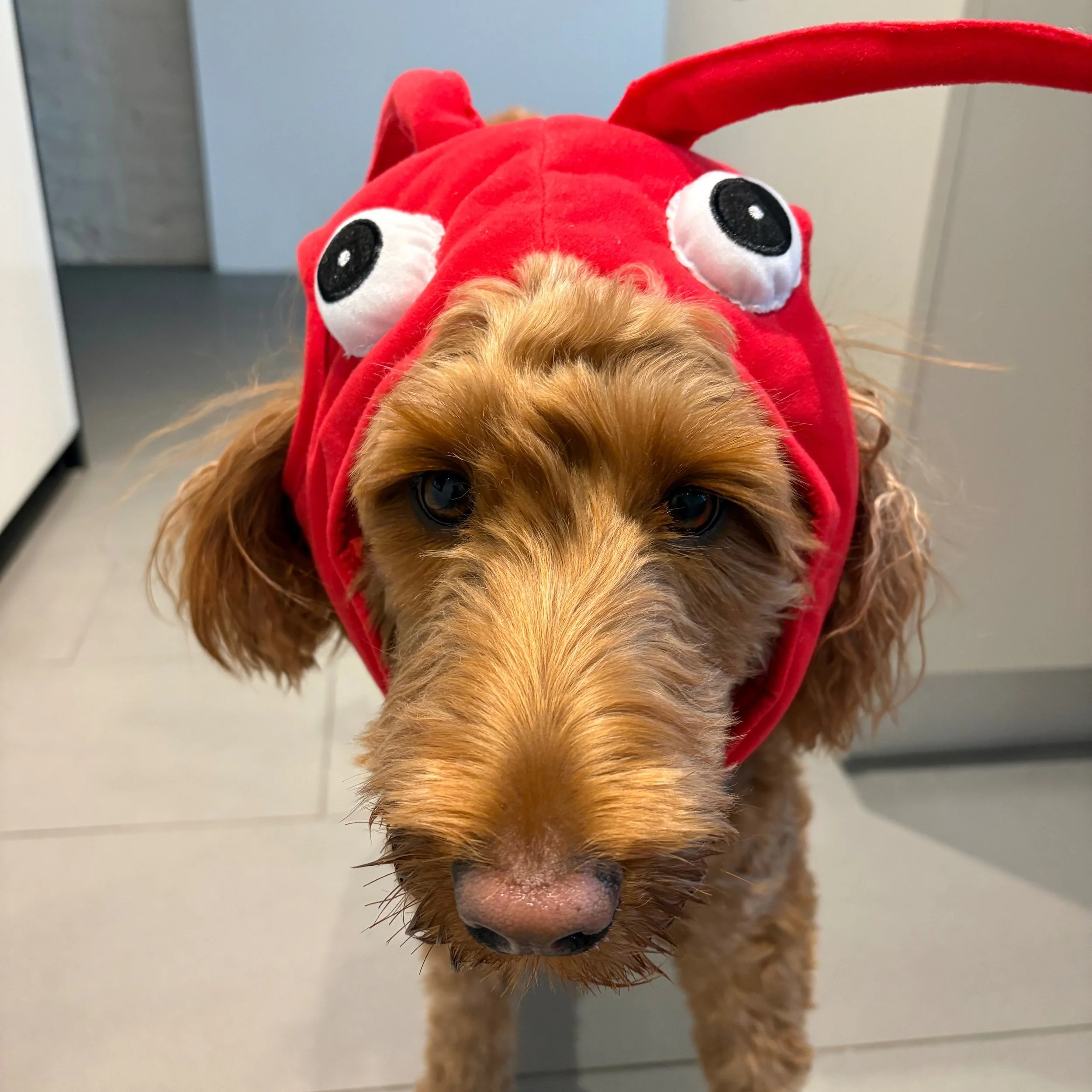 Something is just not right! My sis came to visit and this is what she brought as a present! I'm adorable without a lobster costume so why the headgear?