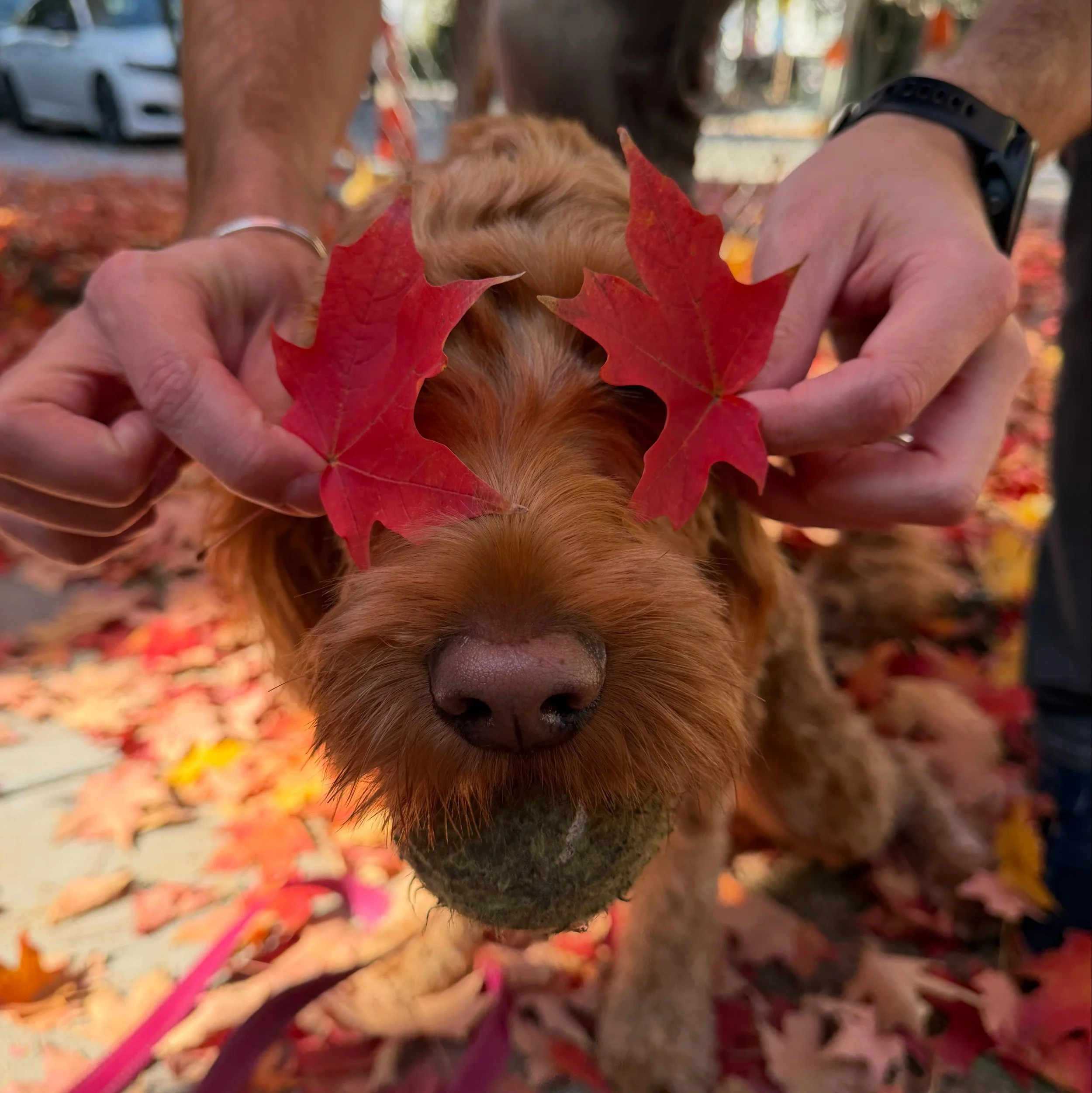 Fall is officially my favorite season 🍁🍂 #goldendoodlesofinstagram #goldendoodle #fallleaves