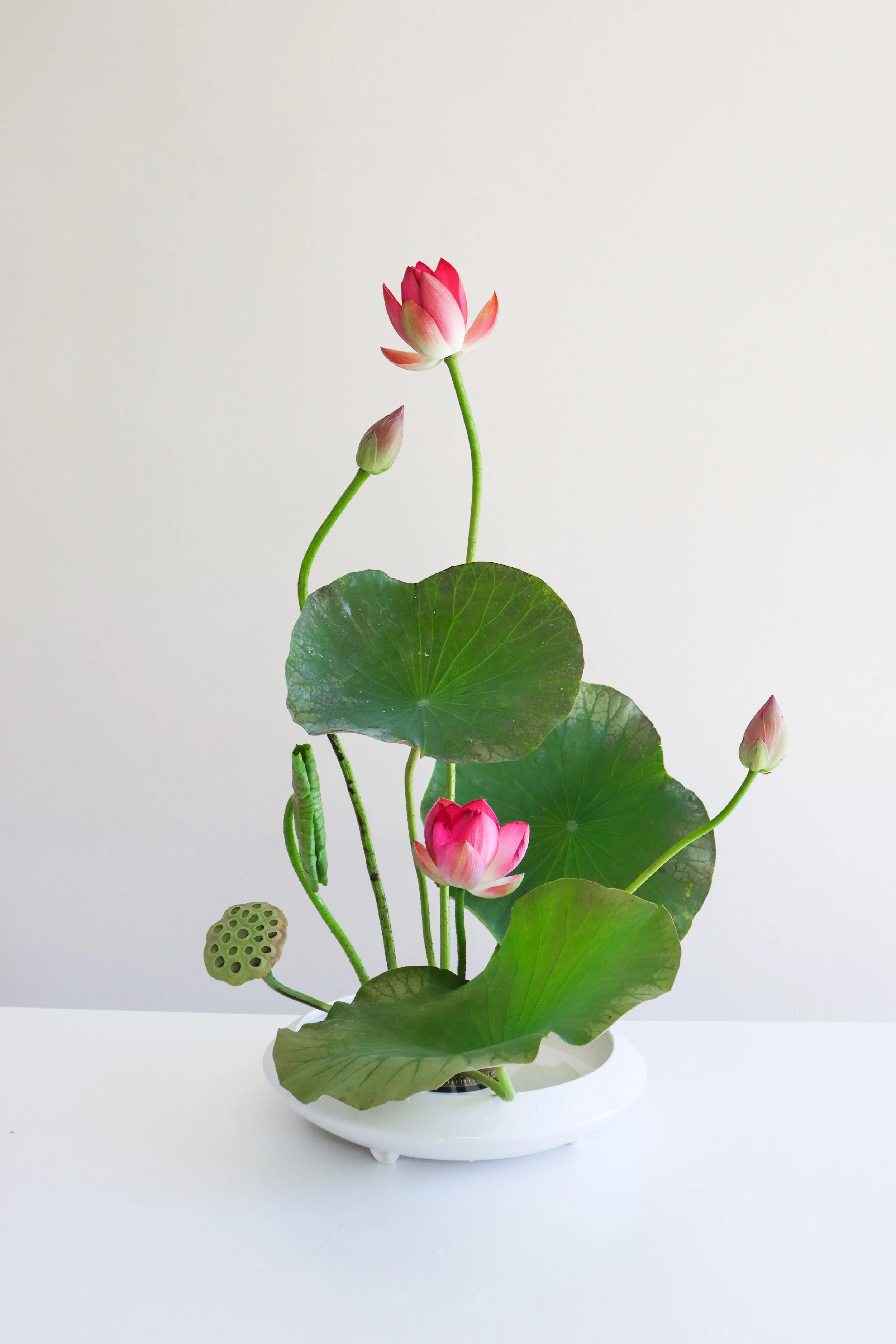 Pink lotus flowers with green leaves in a white vase against a plain background.