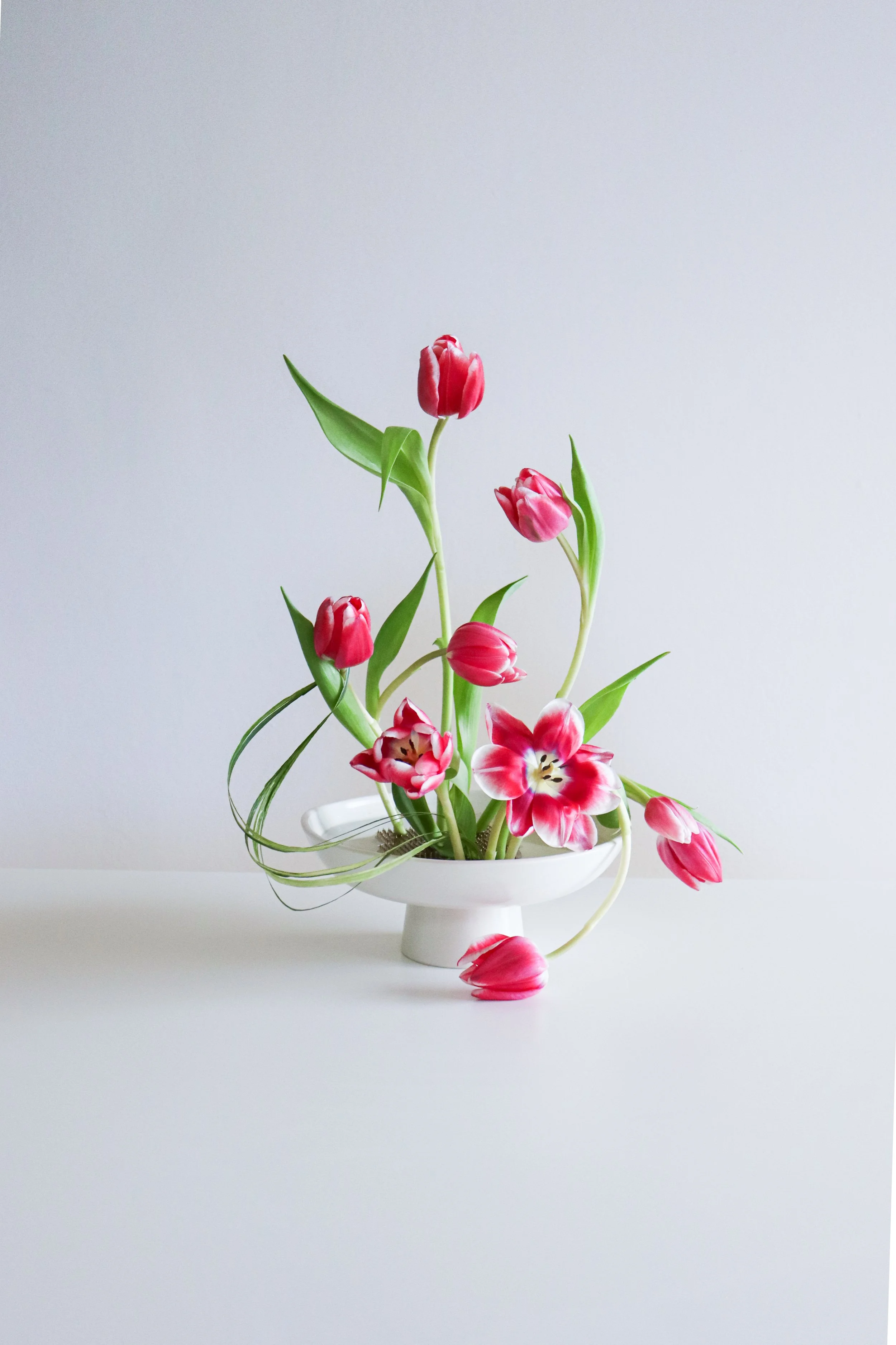 Pink and white tulips in a white ceramic vase against a plain white background.