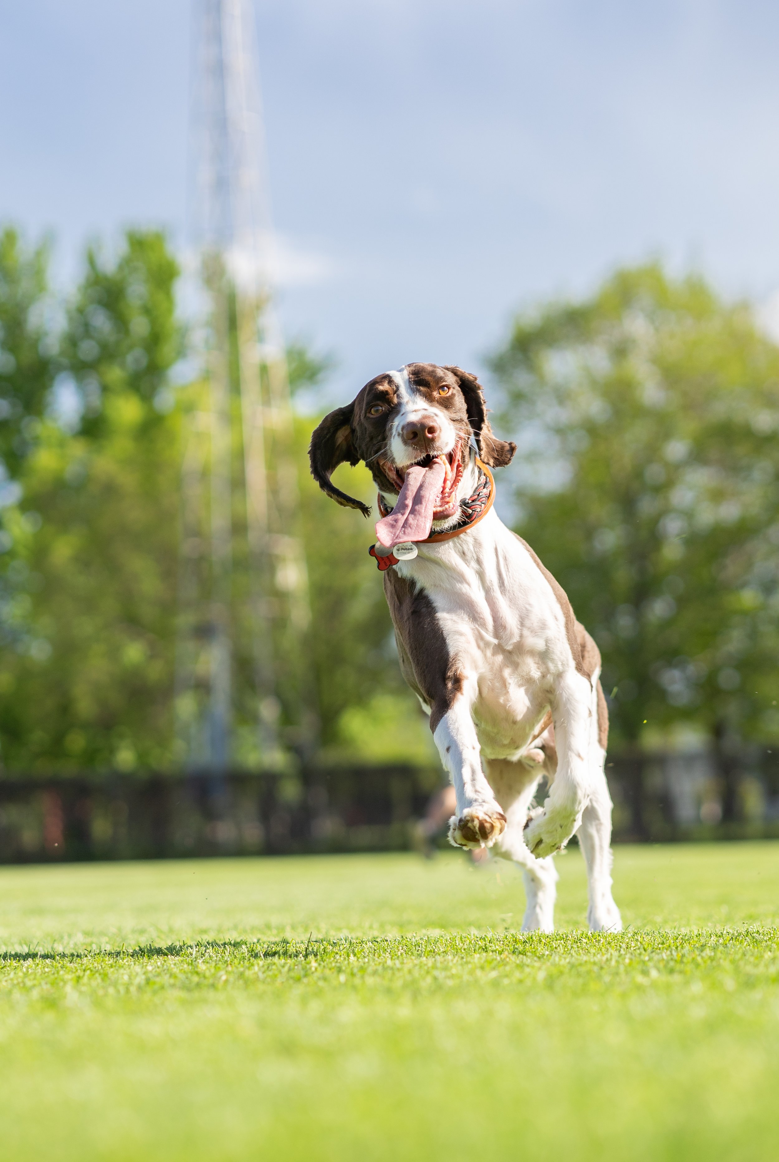 A dog running on a grassy field with trees in the background and a blue sky, looking directly at the camera with its tongue out.