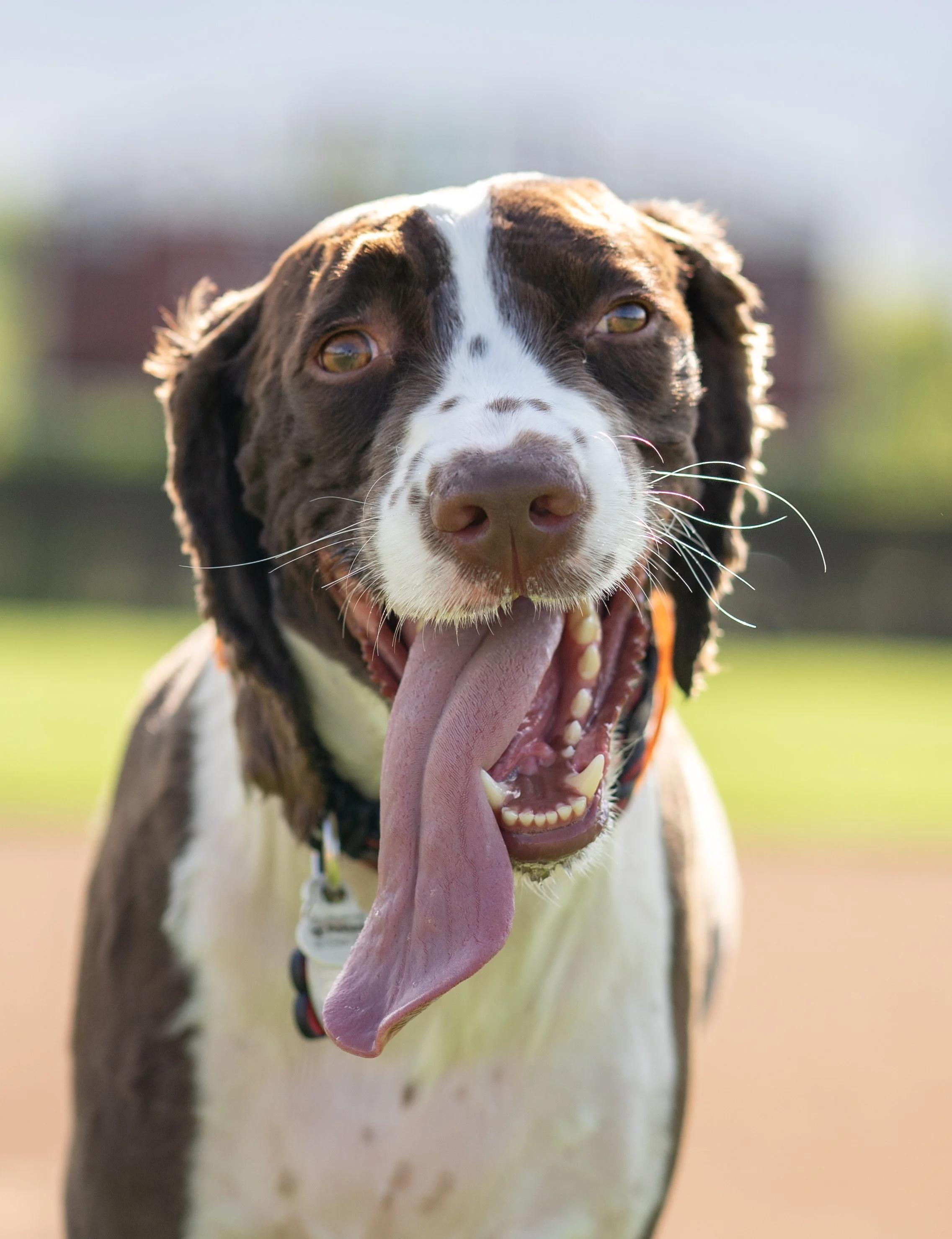 Close-up of a happy dog with its mouth open and tongue out, outdoors on a sunny day