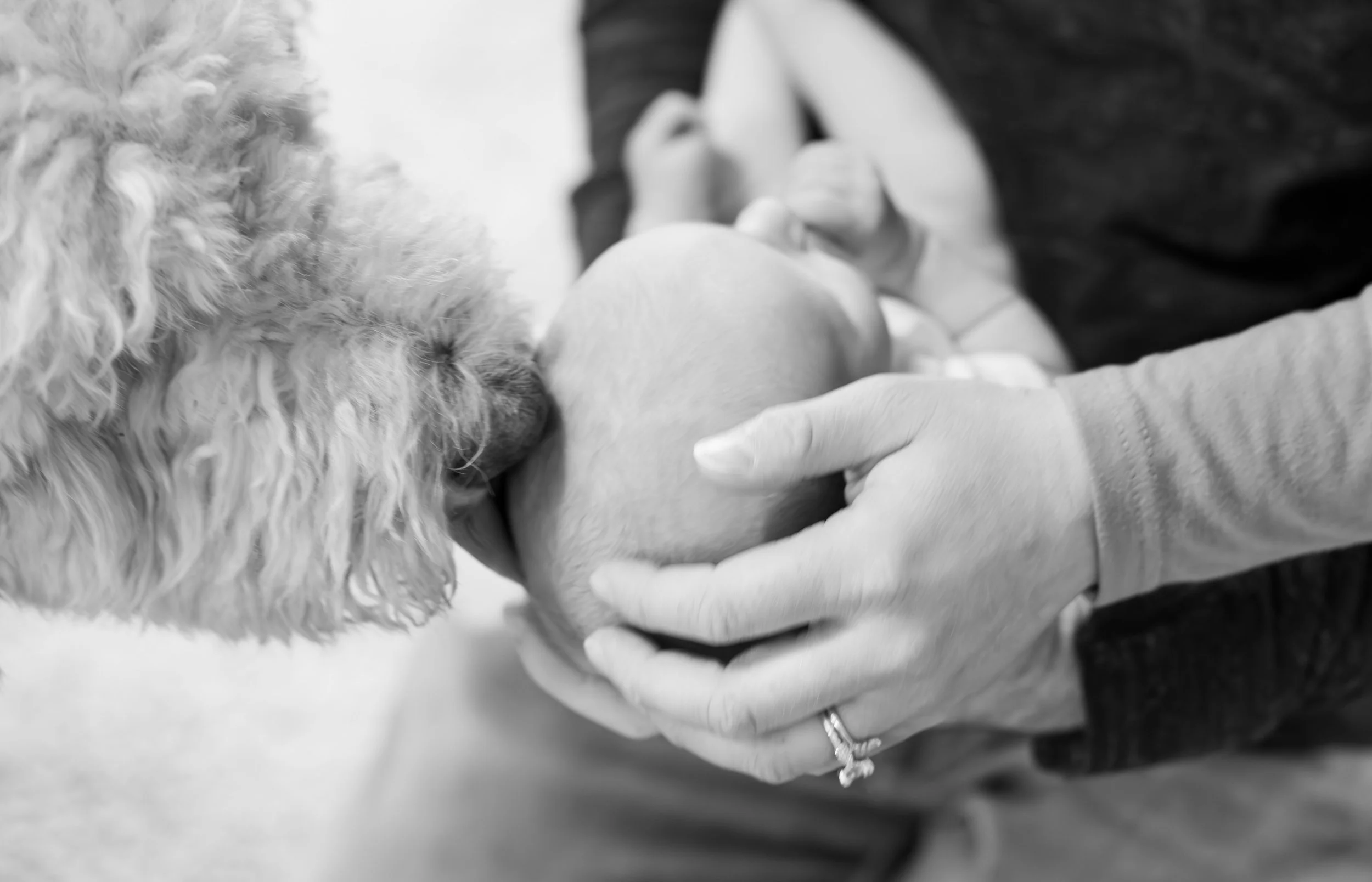 Close-up of a person gently holding a newborn puppy with white fur, wearing gloves, in black and white photography.