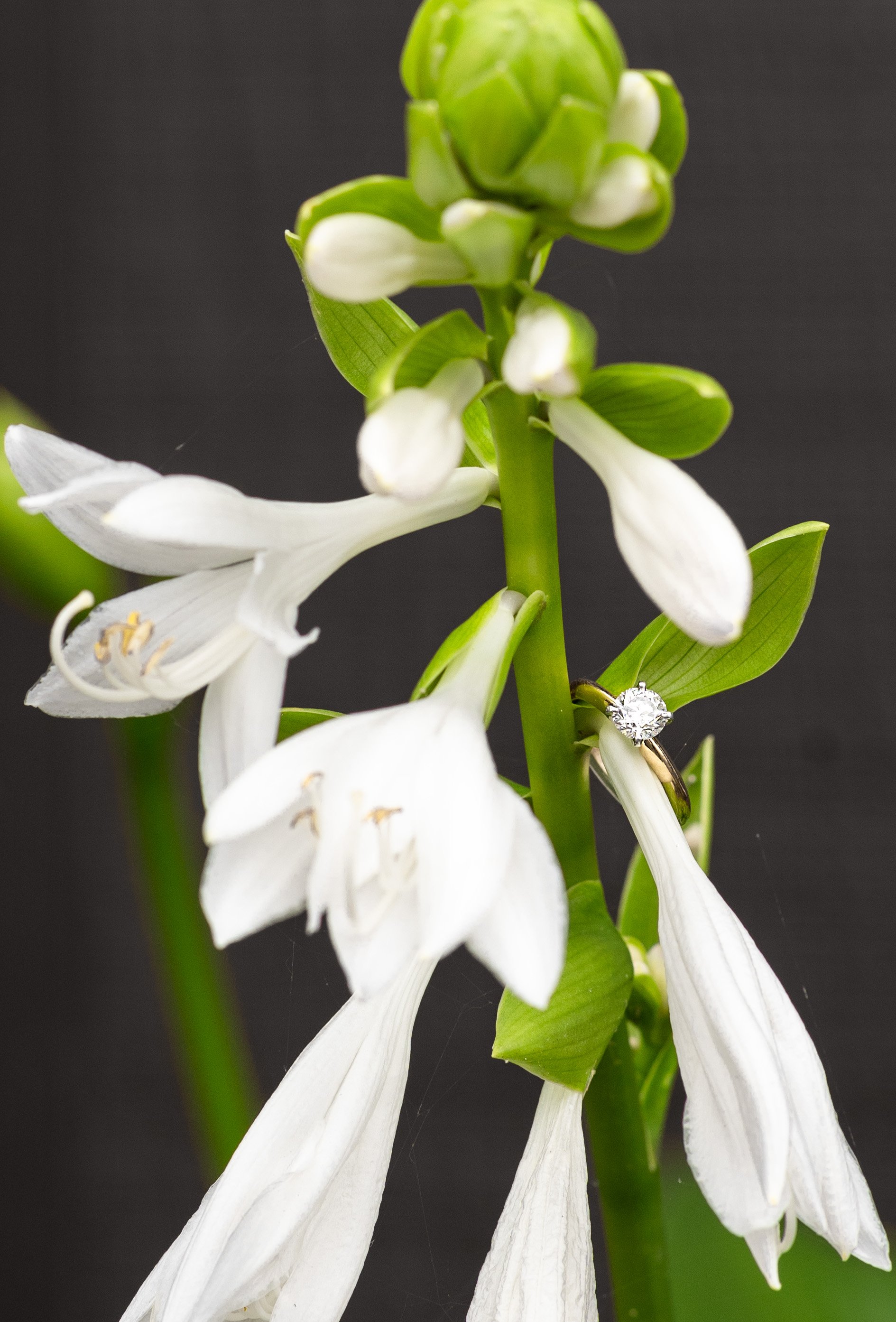 Close-up of a white flower with green buds and leaves, and a diamond engagement ring attached to the flower stem, against a black background.