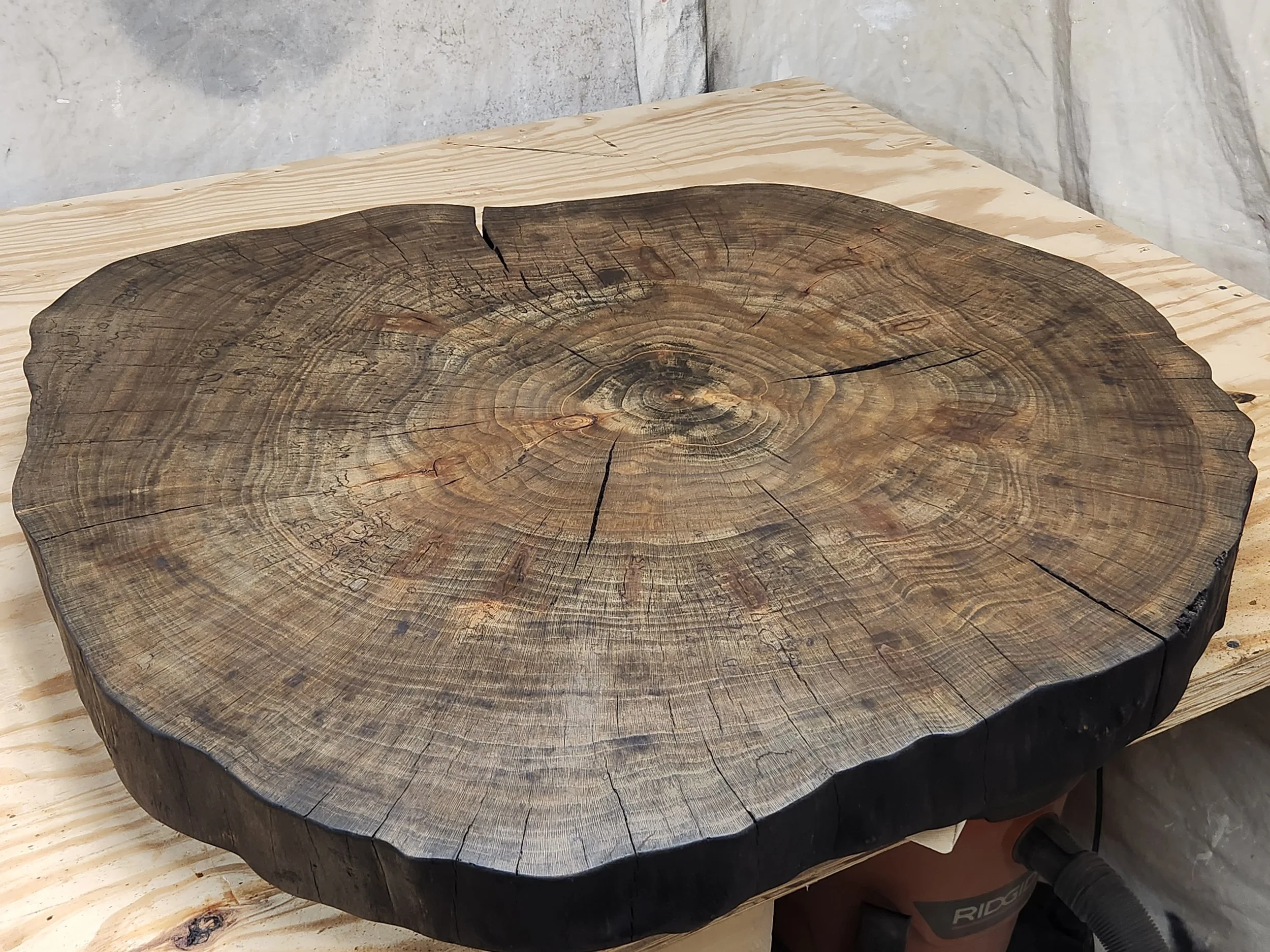 A cross-section of a tree trunk with visible growth rings on a storage display cart.