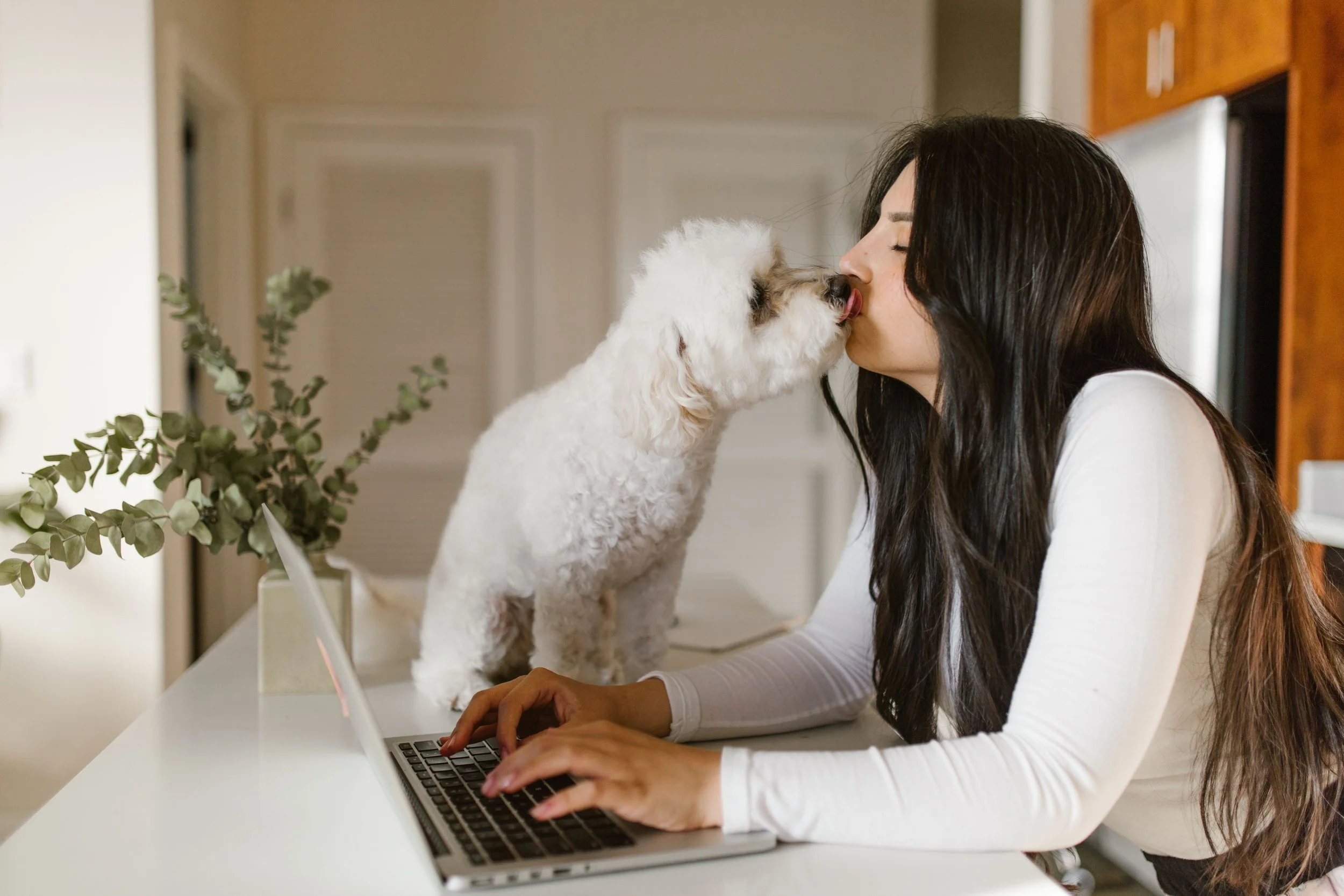 Dog sitter with long dark hair uses a laptop while a white curly dog licks her face in a kitchen.