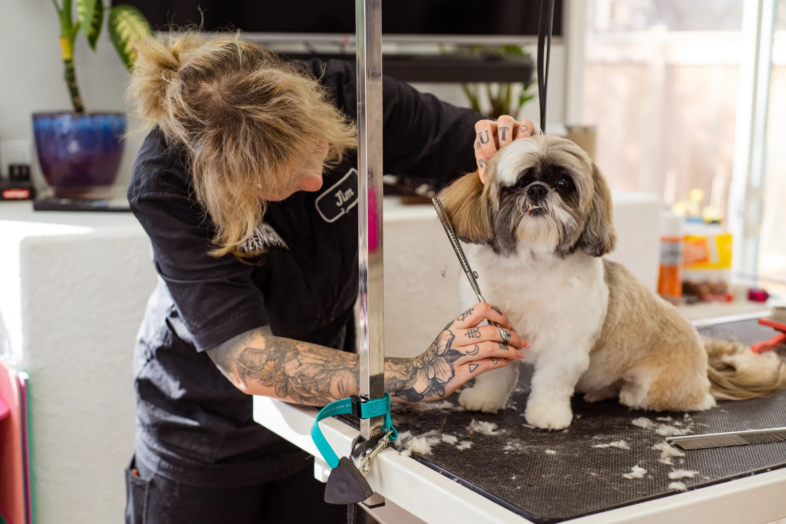 A tattooed groomer grooming a Shih Tzu dog on a grooming table in a pet grooming salon.