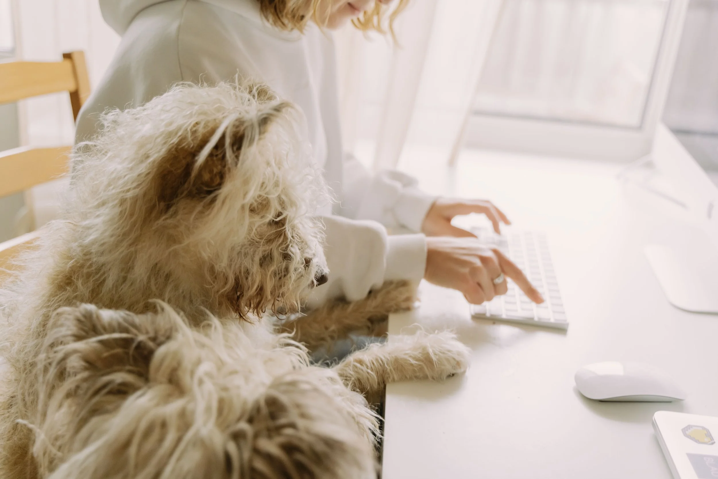 dog and woman at a computer