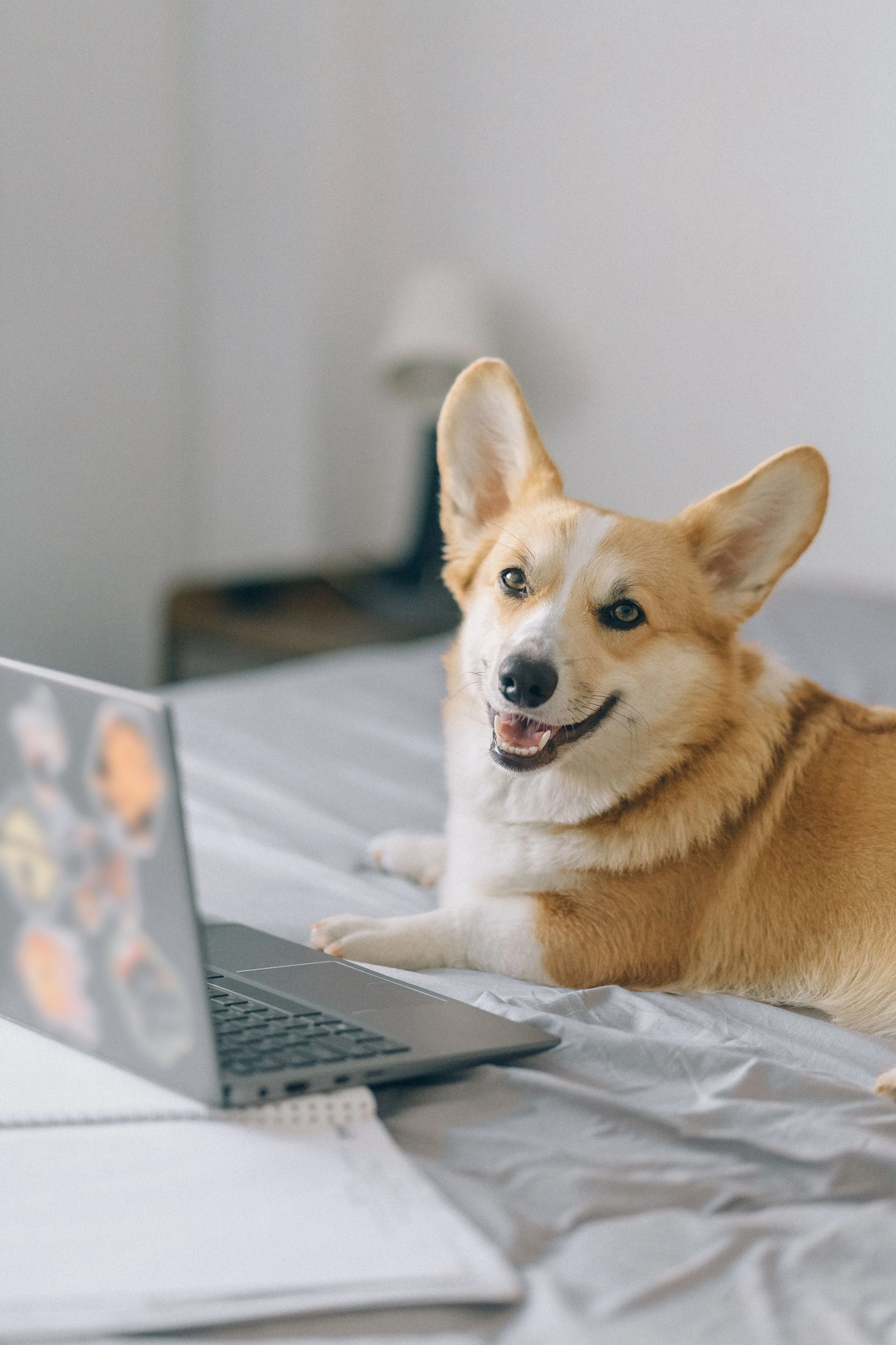 A dog with tan and white fur, sitting at a desk with a laptop, looking at the camera with a happy expression.