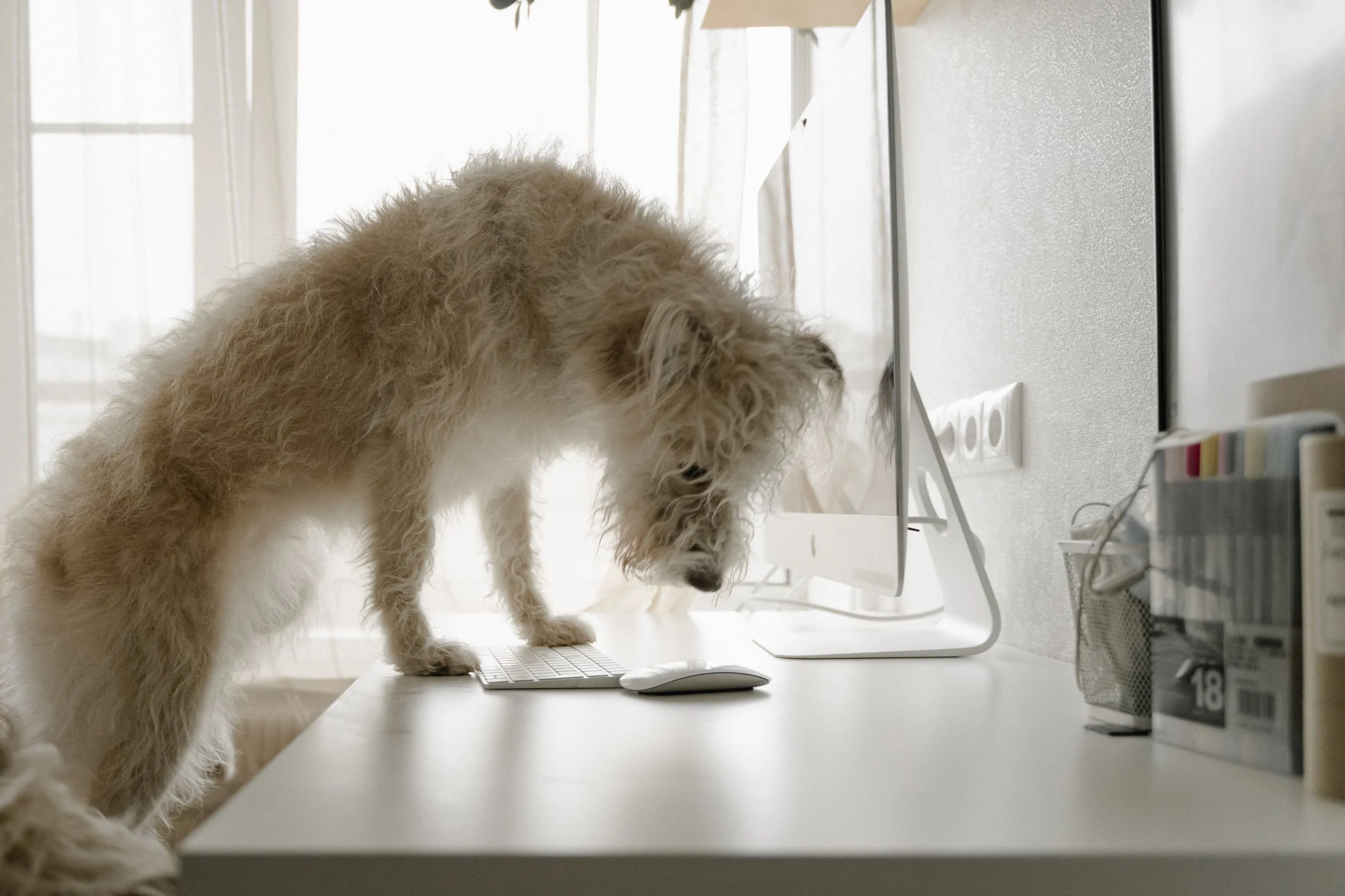 A light-colored fluffy dog, possibly a Labradoodle, is standing on a white desk next to a computer monitor, looking at the screen. The scene is bright with natural light coming from a window with sheer curtains in the background.