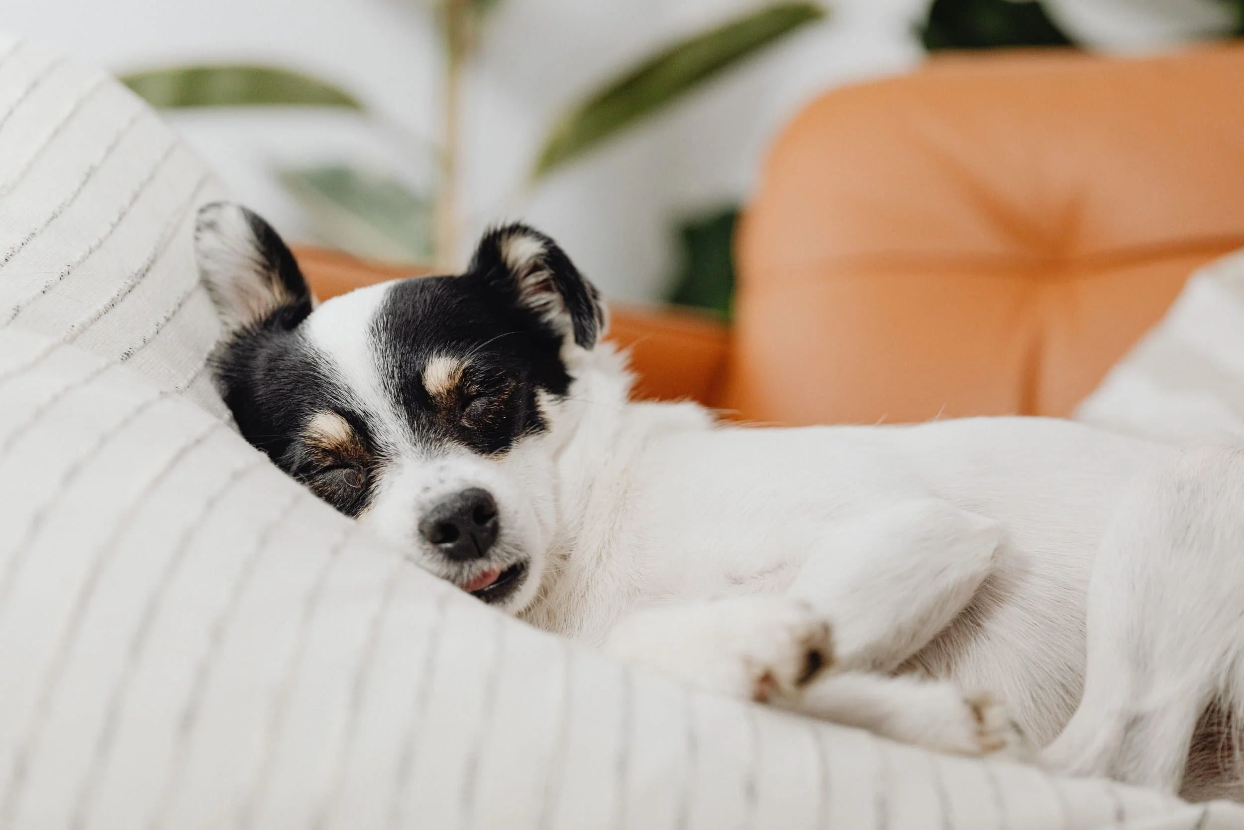 A small black and white puppy with closed eyes, lying on a striped white blanket. There are green leaves and a brown object in the background.