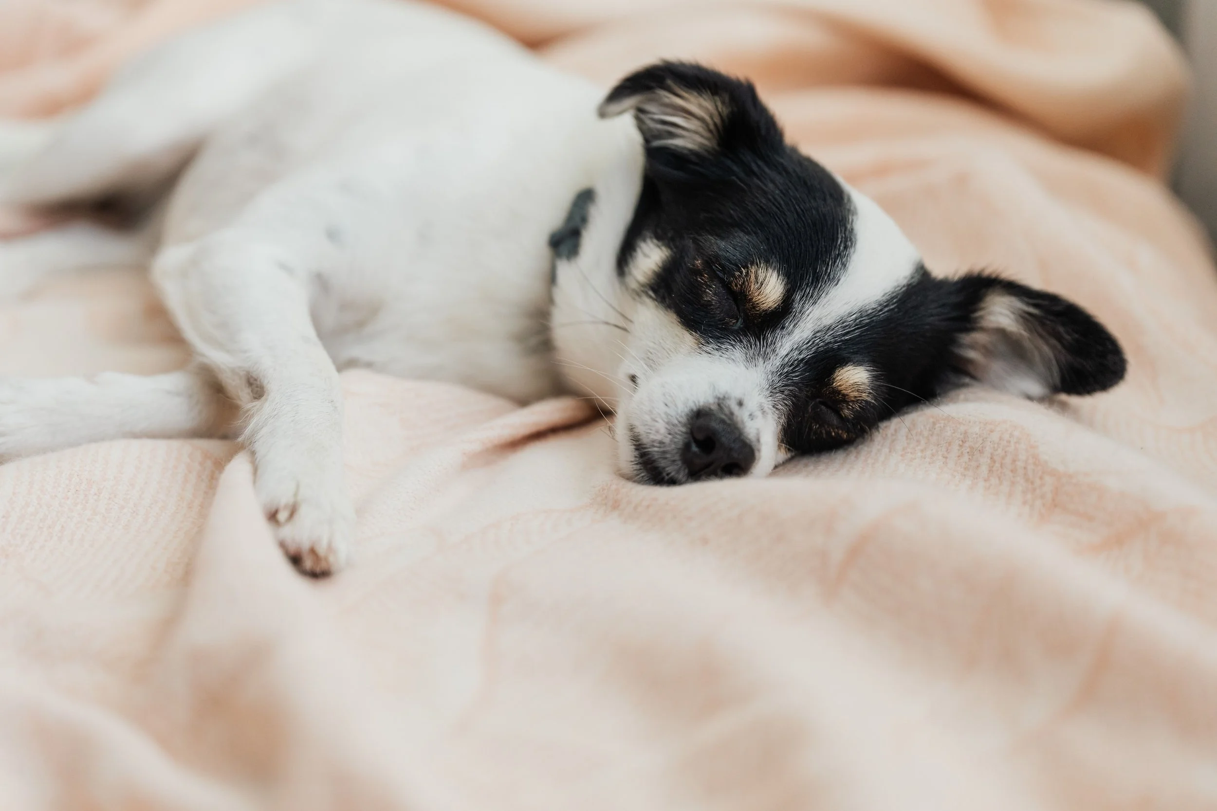 A small black and white puppy with tan markings sleeping peacefully on a soft, light-colored blanket.