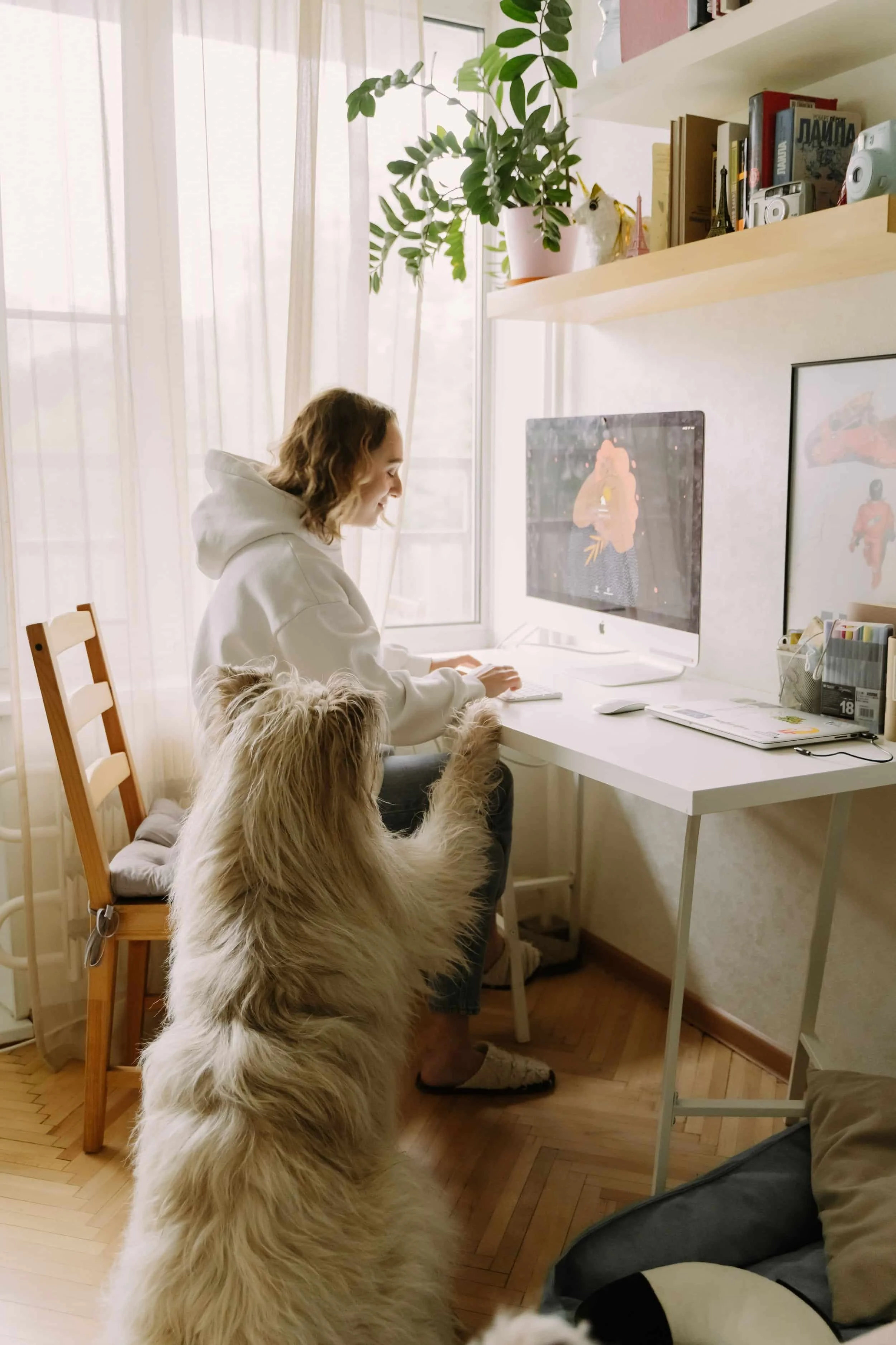 A pet sitter sitting at a white desk with two dogs, one sitting on the desk and the other standing, in front of a computer monitor in a bright room with light-colored wood flooring, white curtains, and shelves with books and plants.