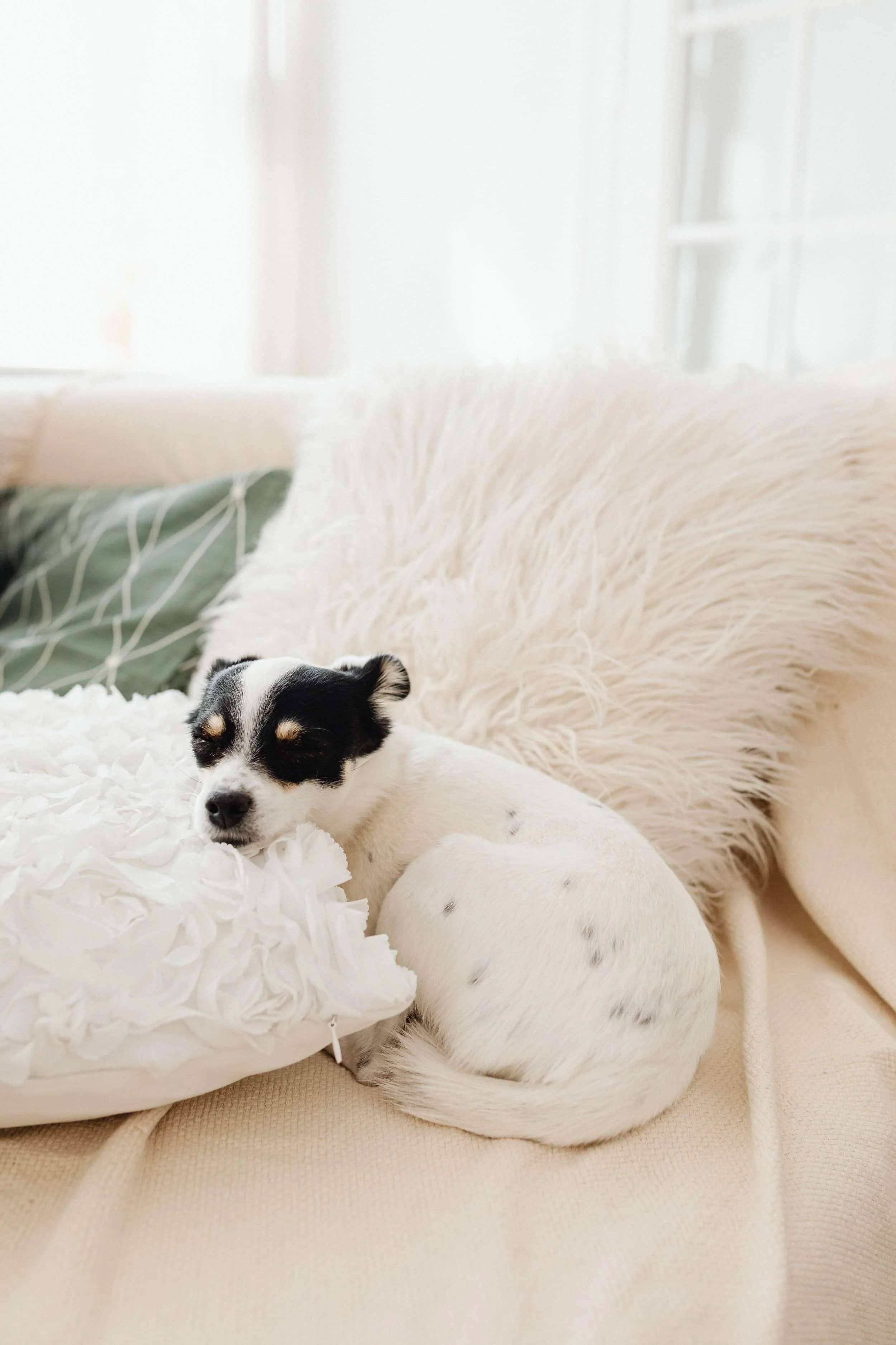 A small black and white puppy lying on a white fluffy blanket, with a large white fluffy dog partially visible in the background. Both are resting on a beige surface in a well-lit room.