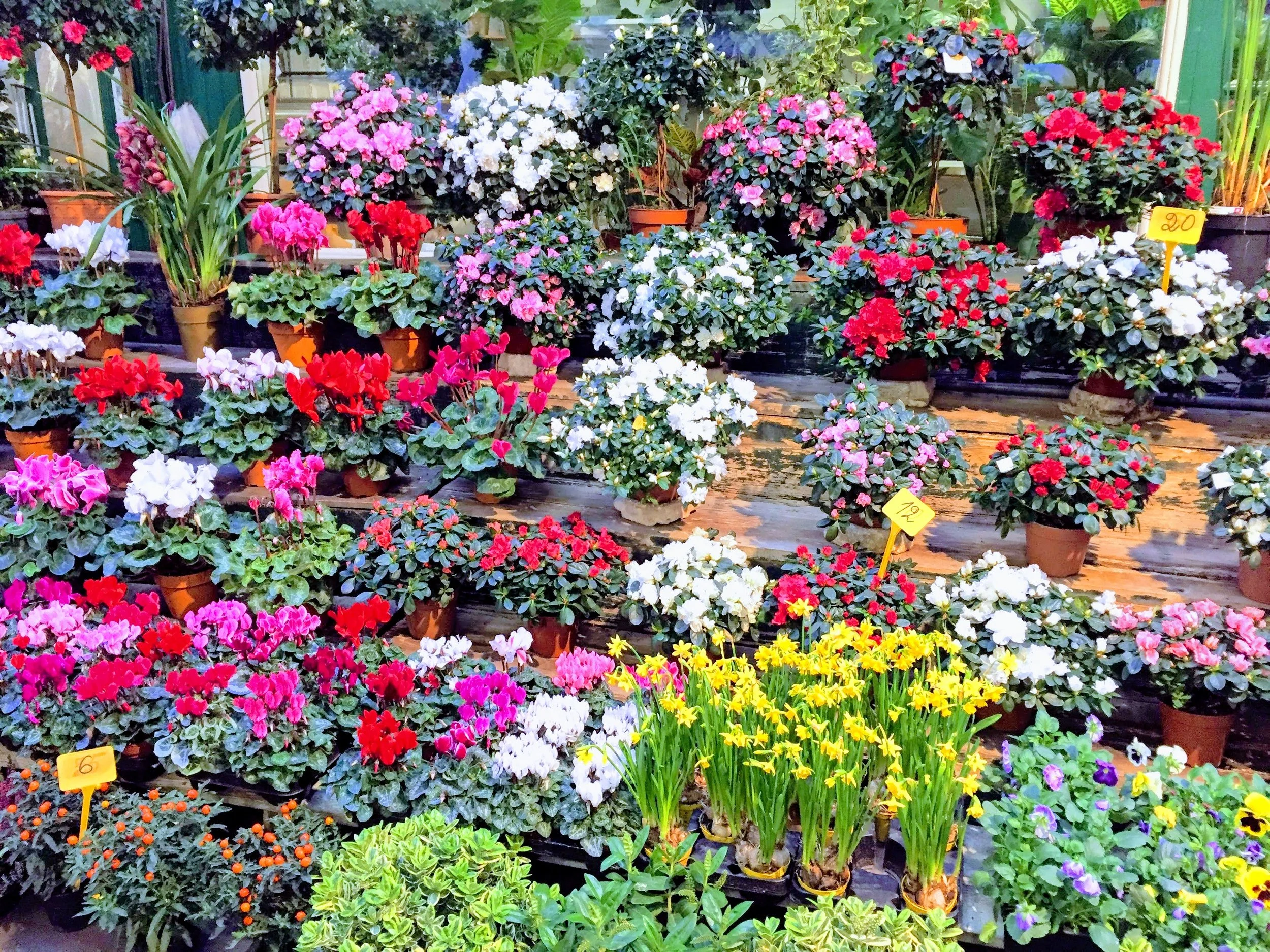 Various potted flowering plants, including azaleas in pink, red, white, and purple, arranged on wooden shelves in a garden center or greenhouse.