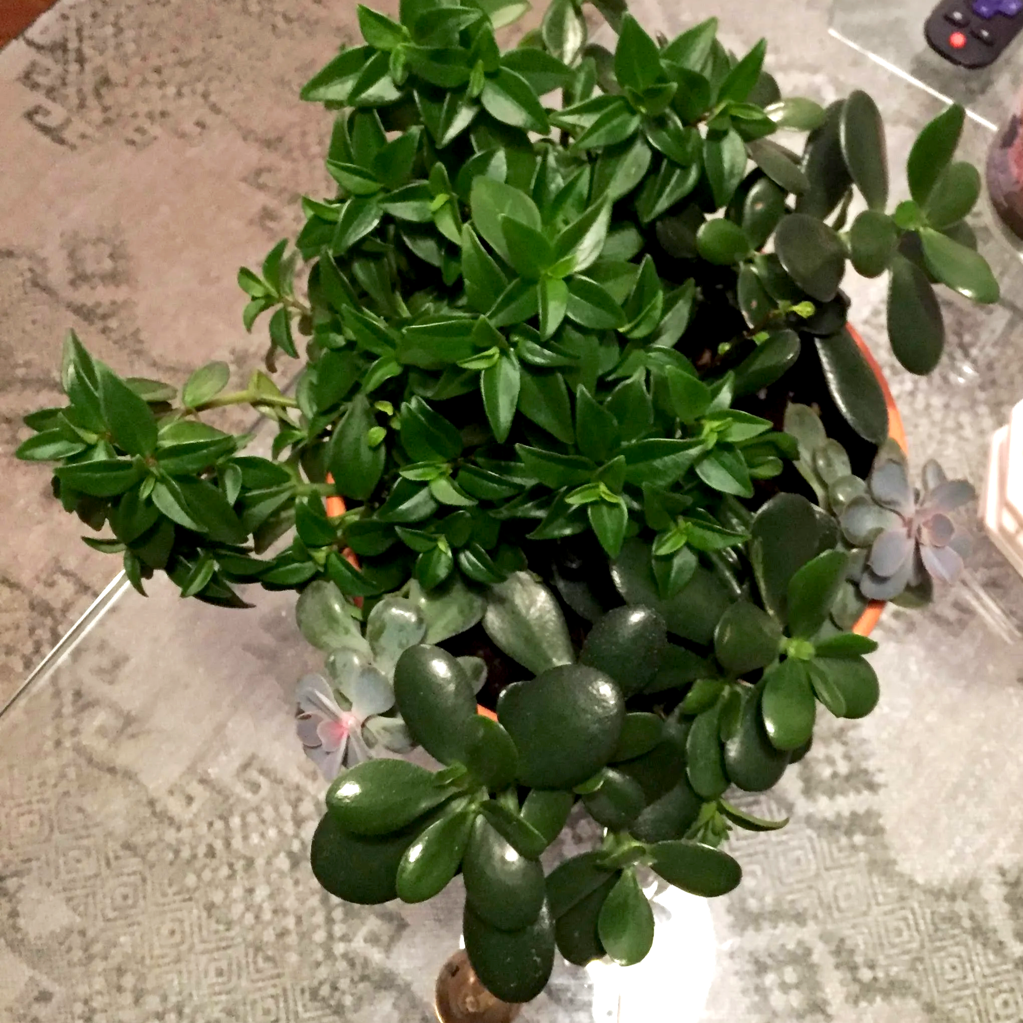 Plants