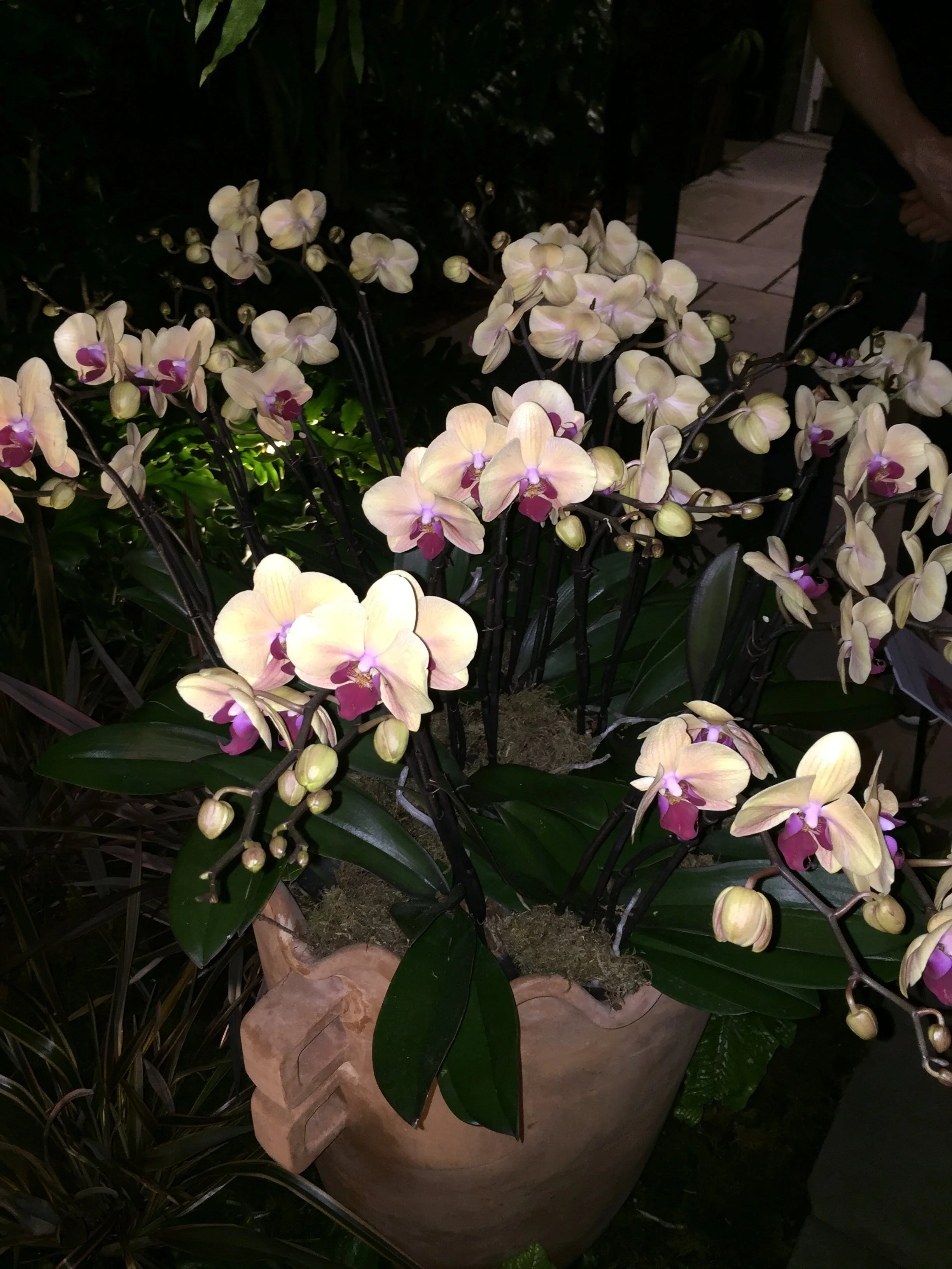 A large potted plant with numerous white and pink orchids at night, surrounded by green leaves.