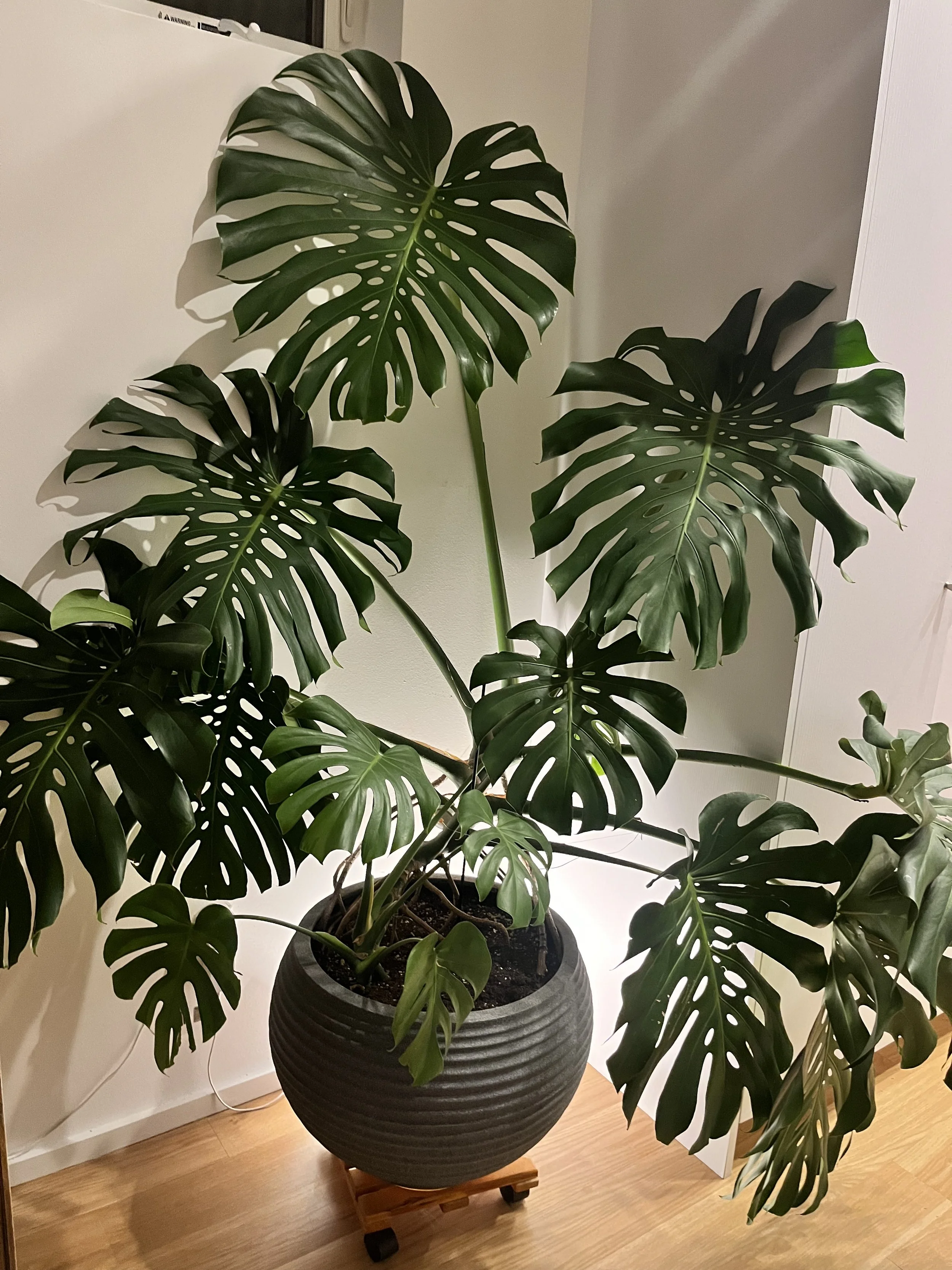 Varied Plants