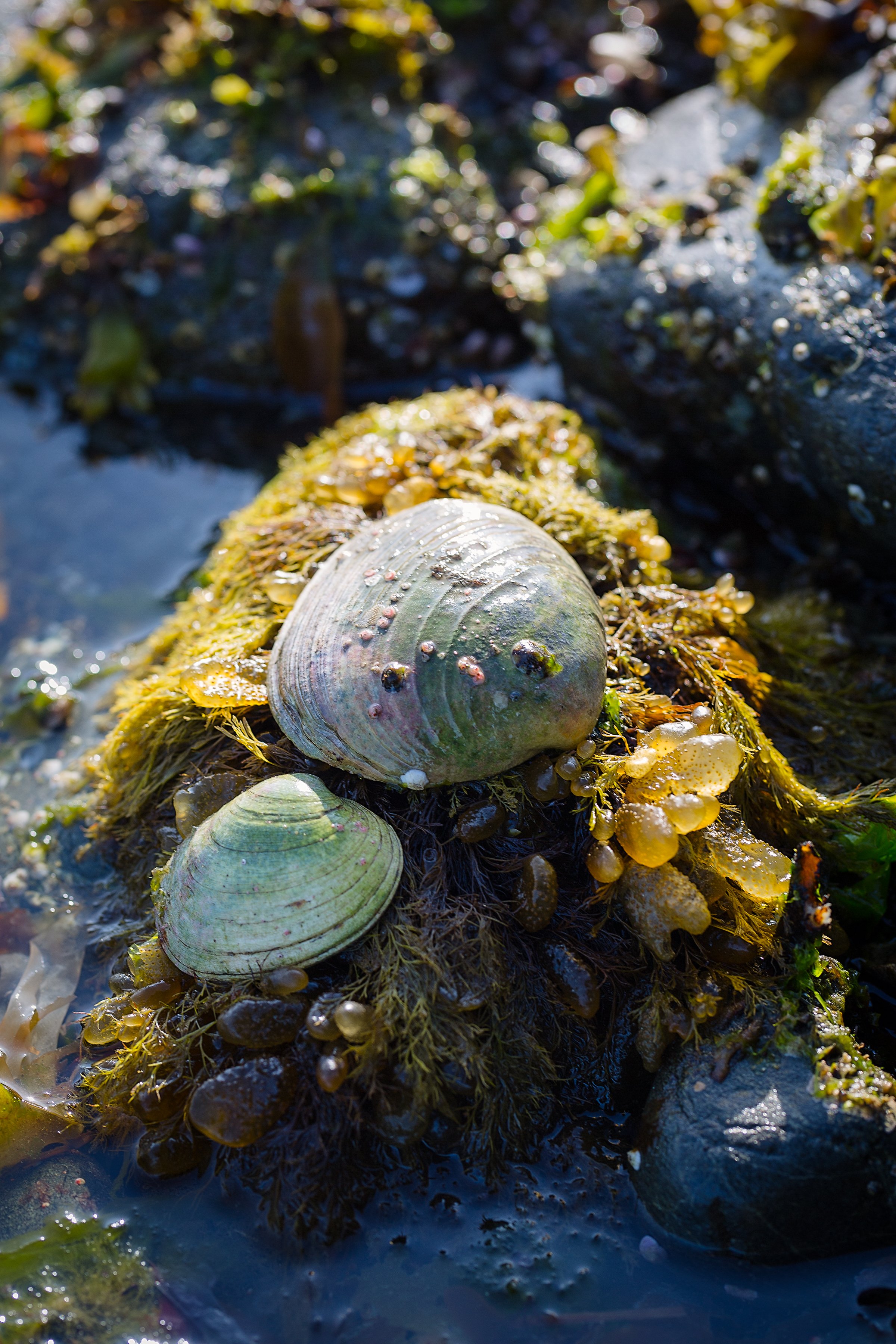 BetweenBeaches-28.jpg